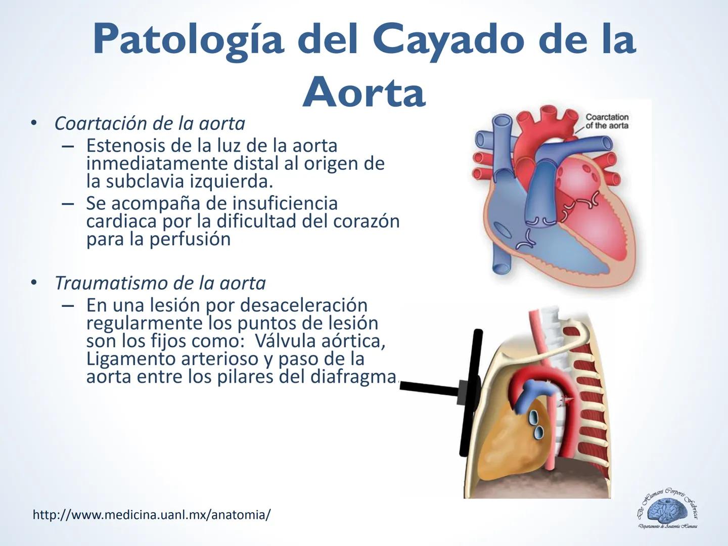 De Humani Corporis Fabri
Departamento de Anatomía Humana
TÓRAX
Mediastino Superior, Posterior y
http://www.medicina.uanl.mx/anatomia/
A
