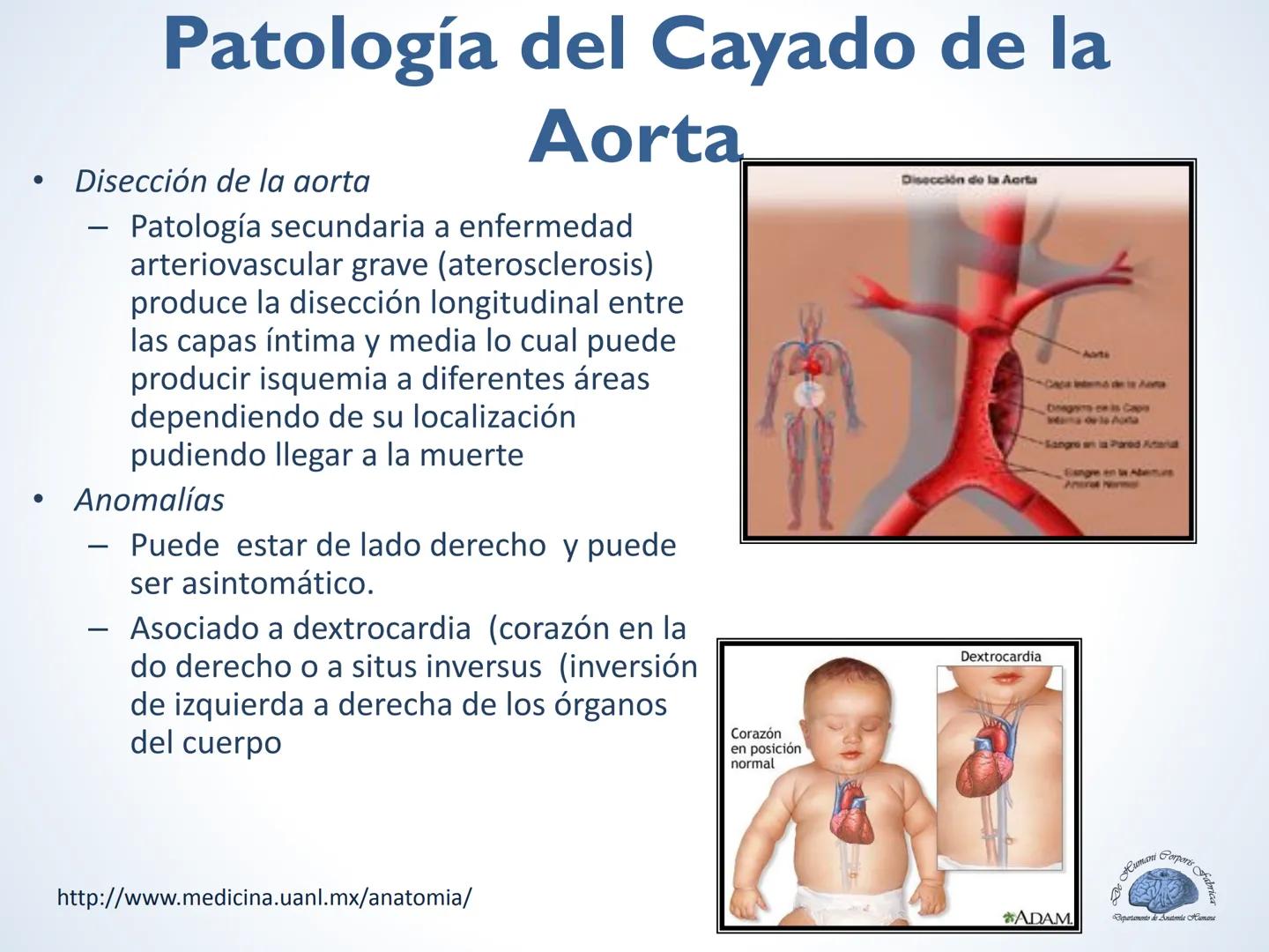 De Humani Corporis Fabri
Departamento de Anatomía Humana
TÓRAX
Mediastino Superior, Posterior y
http://www.medicina.uanl.mx/anatomia/
A
