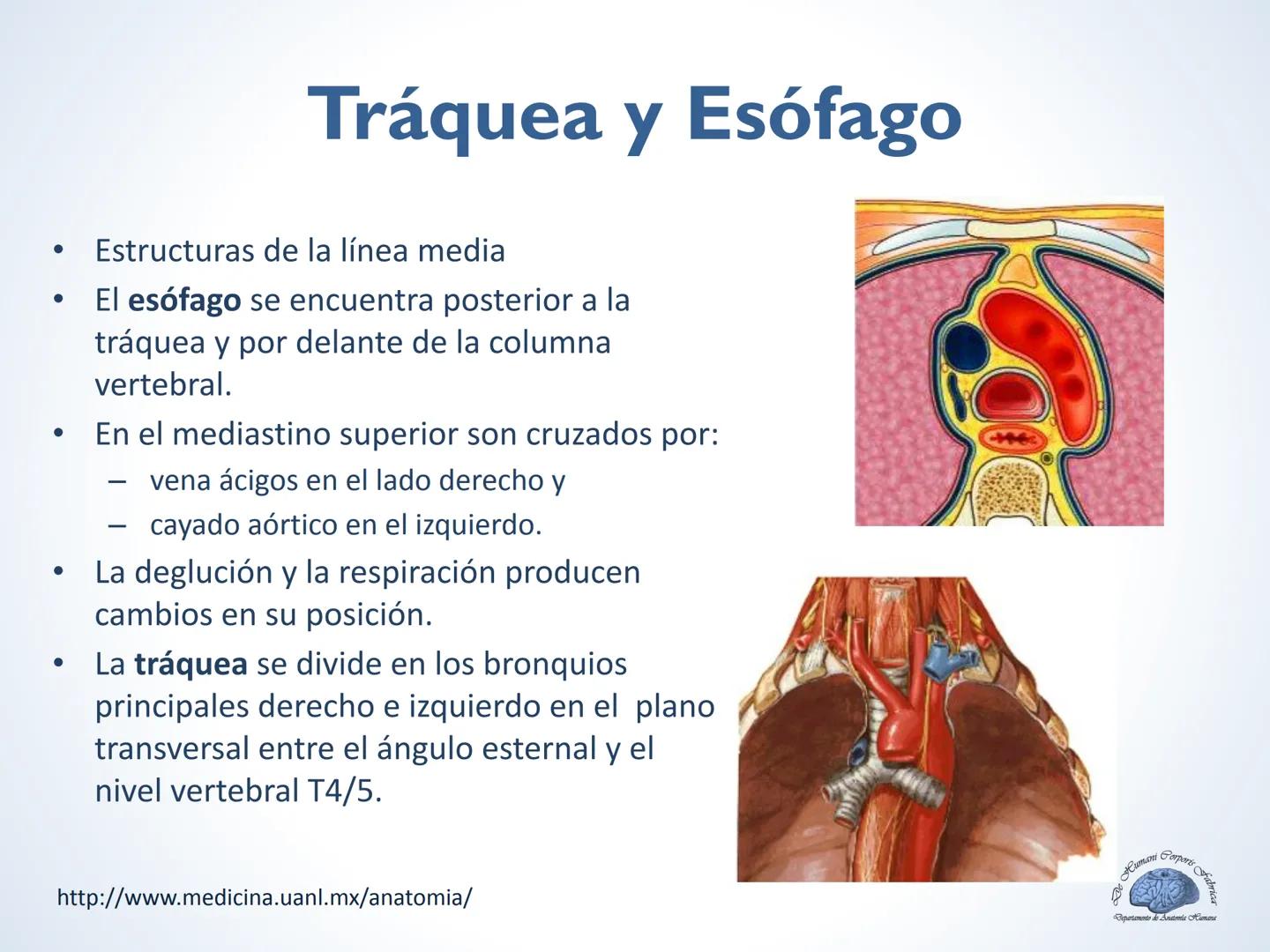 De Humani Corporis Fabri
Departamento de Anatomía Humana
TÓRAX
Mediastino Superior, Posterior y
http://www.medicina.uanl.mx/anatomia/
A