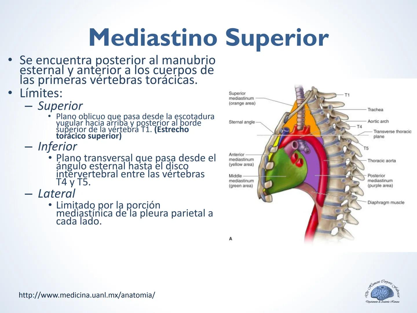 De Humani Corporis Fabri
Departamento de Anatomía Humana
TÓRAX
Mediastino Superior, Posterior y
http://www.medicina.uanl.mx/anatomia/
A