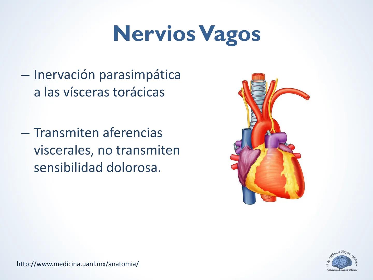 De Humani Corporis Fabri
Departamento de Anatomía Humana
TÓRAX
Mediastino Superior, Posterior y
http://www.medicina.uanl.mx/anatomia/
A