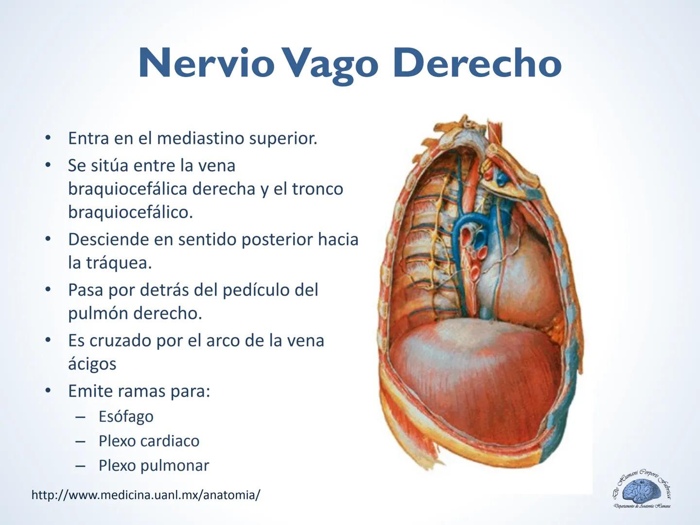 De Humani Corporis Fabri
Departamento de Anatomía Humana
TÓRAX
Mediastino Superior, Posterior y
http://www.medicina.uanl.mx/anatomia/
A