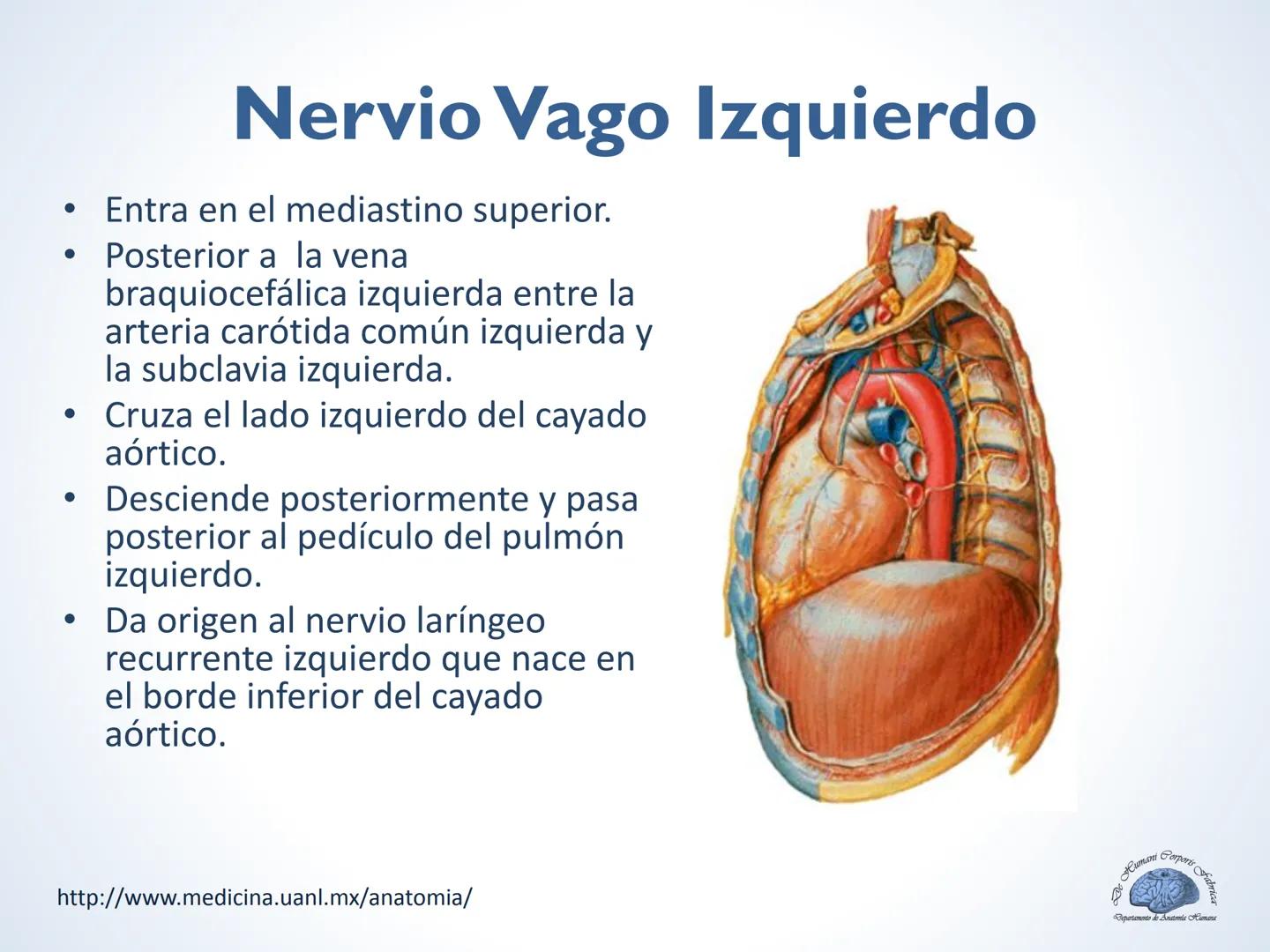 De Humani Corporis Fabri
Departamento de Anatomía Humana
TÓRAX
Mediastino Superior, Posterior y
http://www.medicina.uanl.mx/anatomia/
A