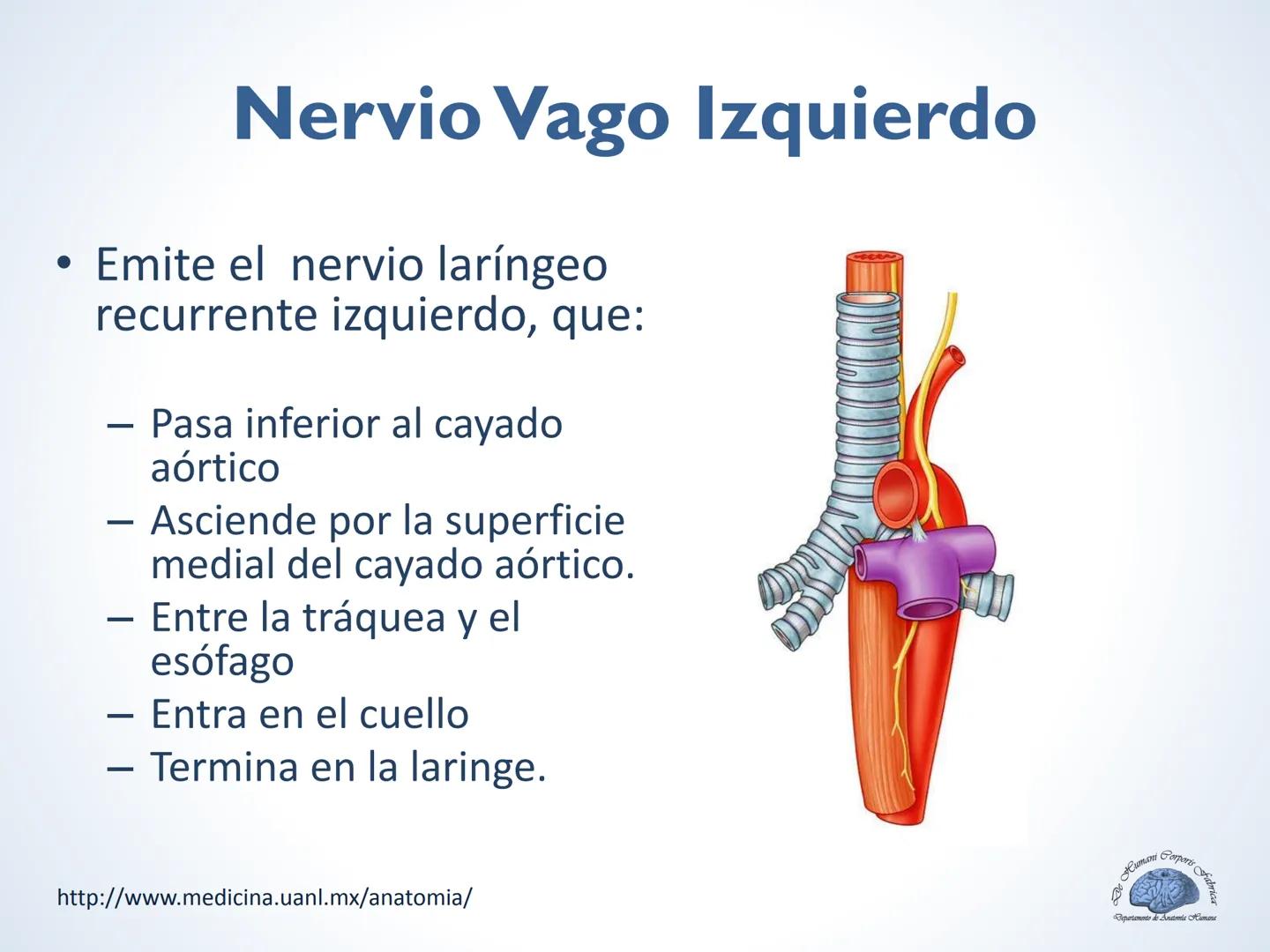 De Humani Corporis Fabri
Departamento de Anatomía Humana
TÓRAX
Mediastino Superior, Posterior y
http://www.medicina.uanl.mx/anatomia/
A