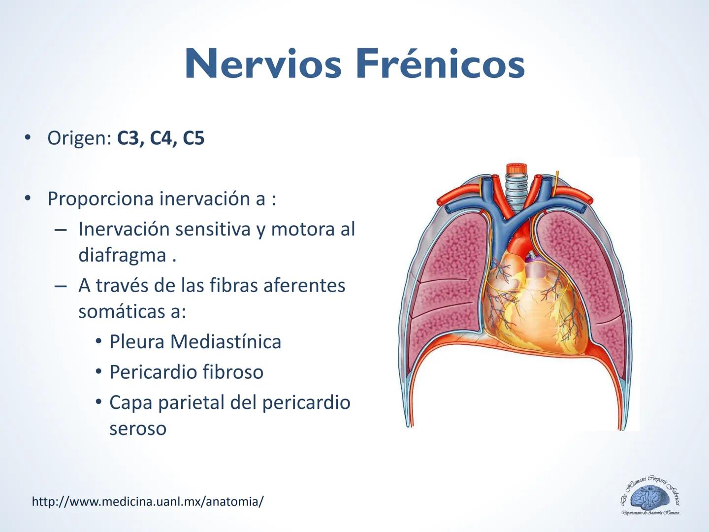 De Humani Corporis Fabri
Departamento de Anatomía Humana
TÓRAX
Mediastino Superior, Posterior y
http://www.medicina.uanl.mx/anatomia/
A