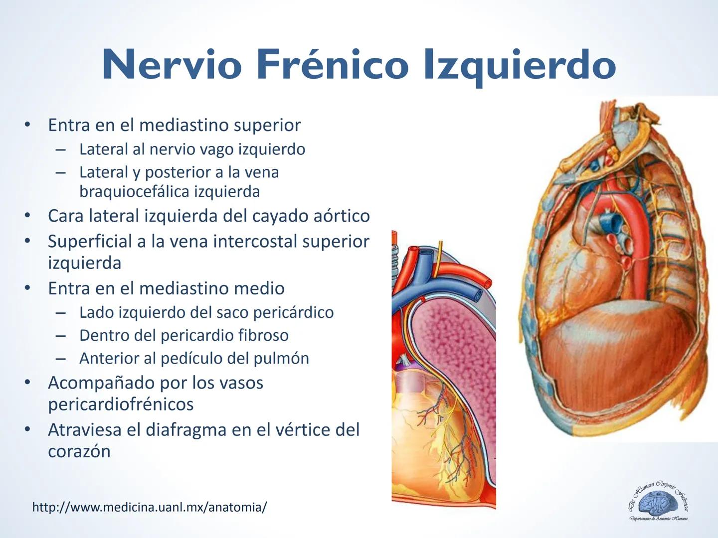 De Humani Corporis Fabri
Departamento de Anatomía Humana
TÓRAX
Mediastino Superior, Posterior y
http://www.medicina.uanl.mx/anatomia/
A