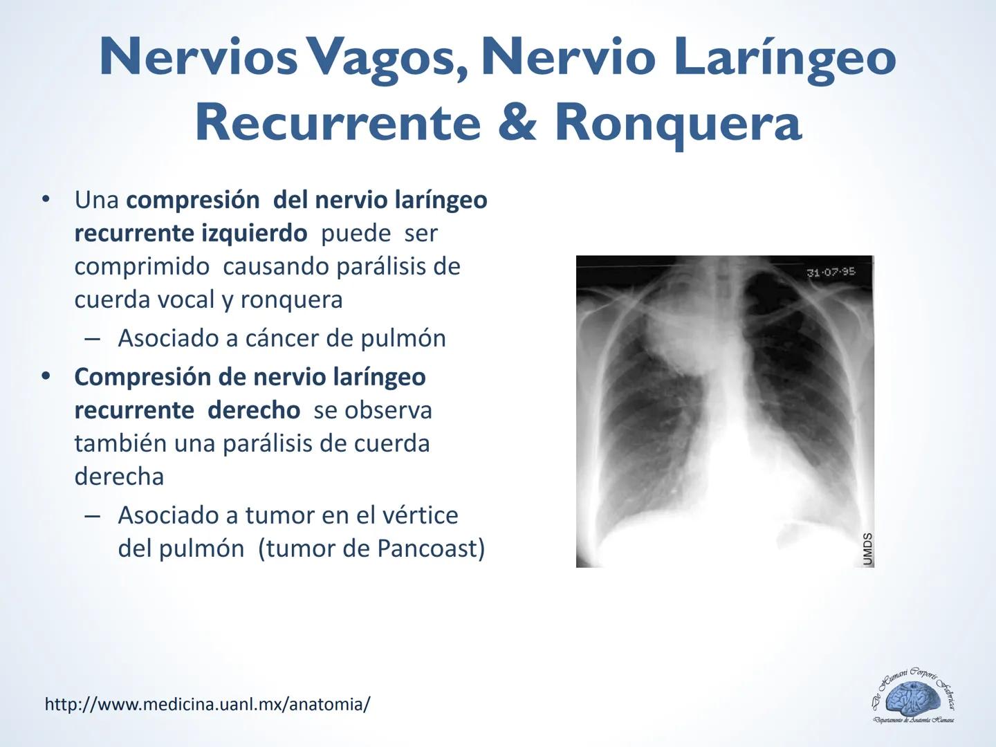 De Humani Corporis Fabri
Departamento de Anatomía Humana
TÓRAX
Mediastino Superior, Posterior y
http://www.medicina.uanl.mx/anatomia/
A