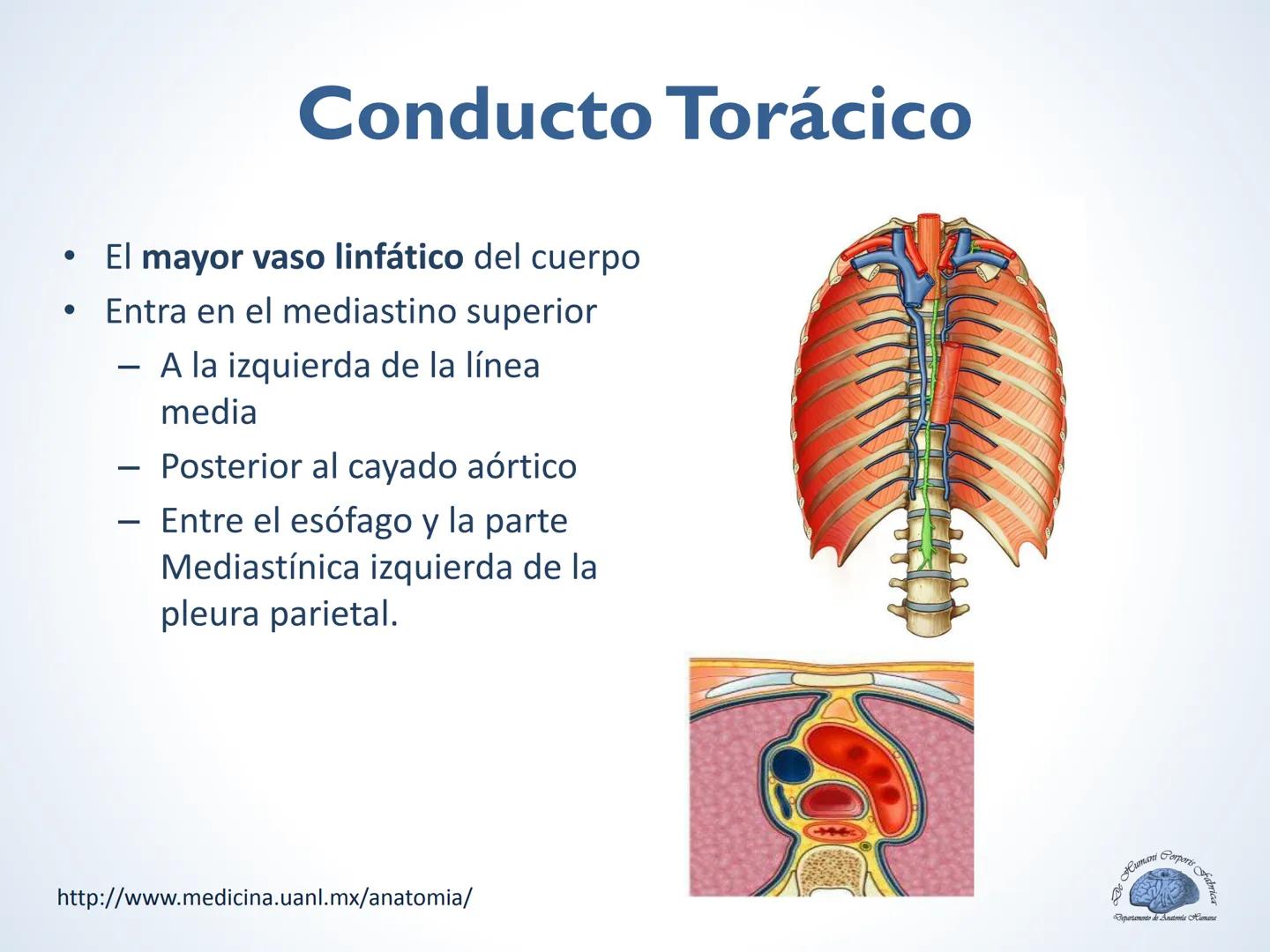 De Humani Corporis Fabri
Departamento de Anatomía Humana
TÓRAX
Mediastino Superior, Posterior y
http://www.medicina.uanl.mx/anatomia/
A