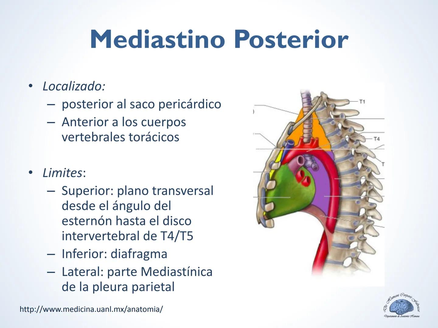 De Humani Corporis Fabri
Departamento de Anatomía Humana
TÓRAX
Mediastino Superior, Posterior y
http://www.medicina.uanl.mx/anatomia/
A