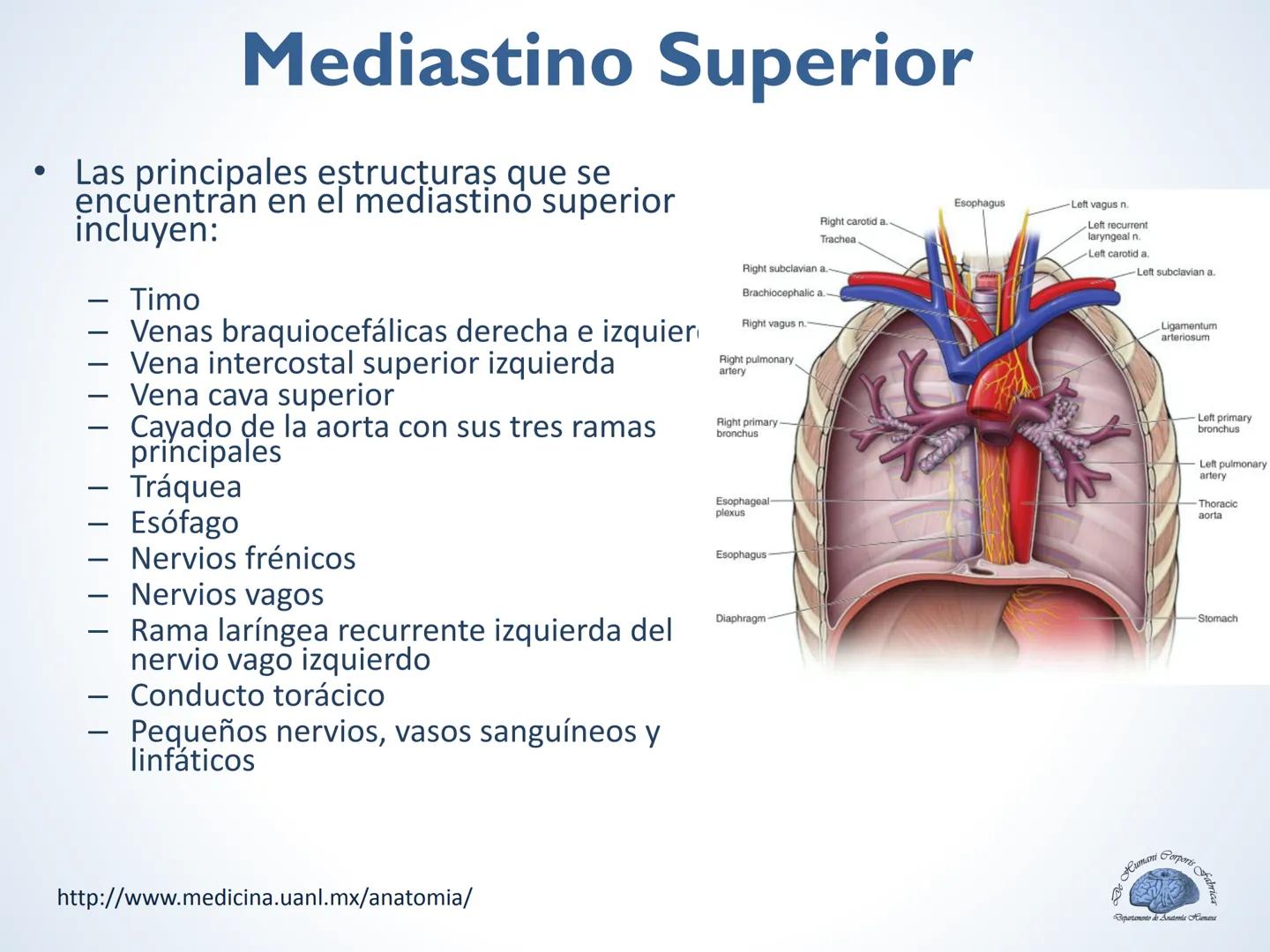 De Humani Corporis Fabri
Departamento de Anatomía Humana
TÓRAX
Mediastino Superior, Posterior y
http://www.medicina.uanl.mx/anatomia/
A