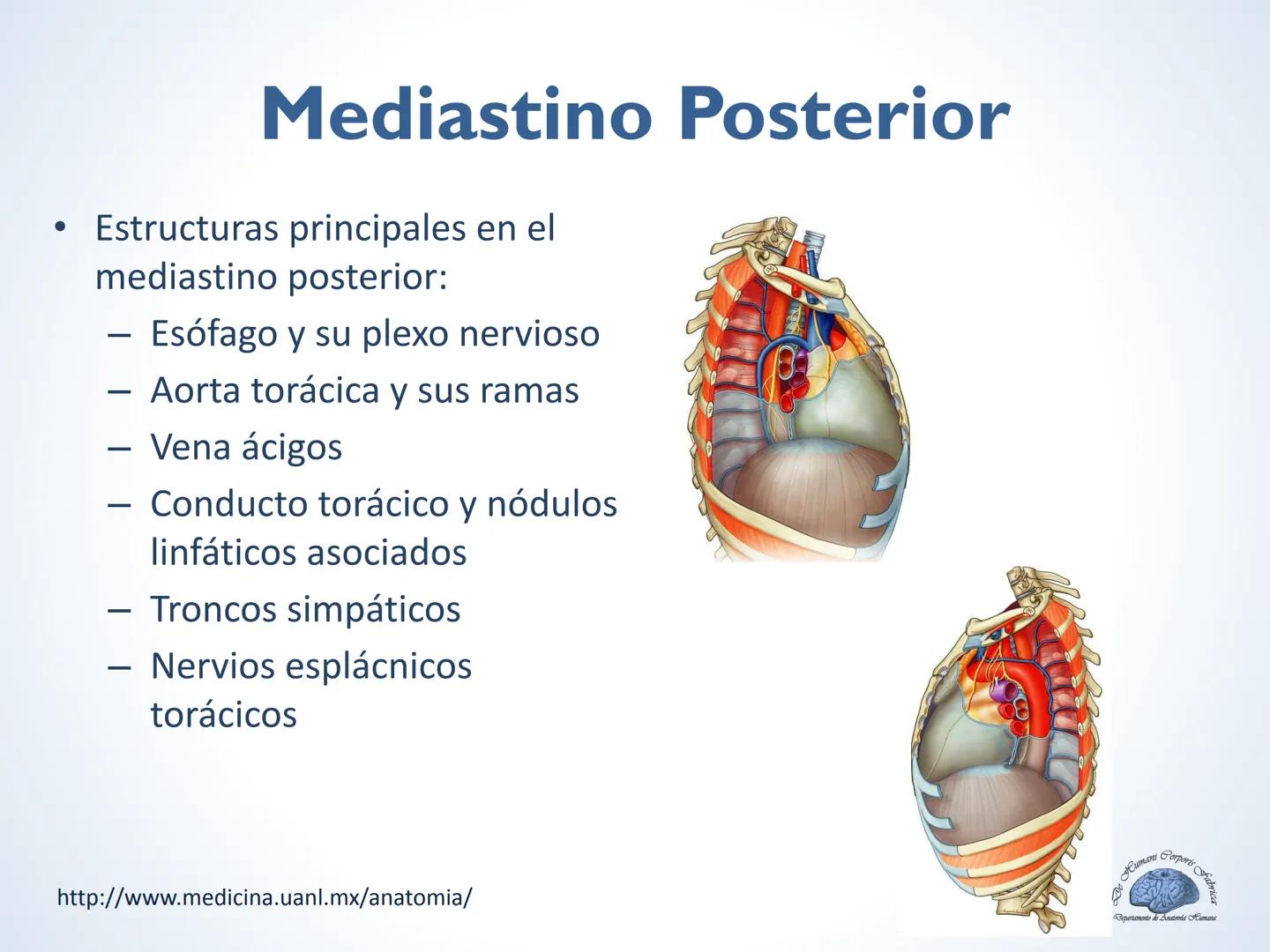 De Humani Corporis Fabri
Departamento de Anatomía Humana
TÓRAX
Mediastino Superior, Posterior y
http://www.medicina.uanl.mx/anatomia/
A
