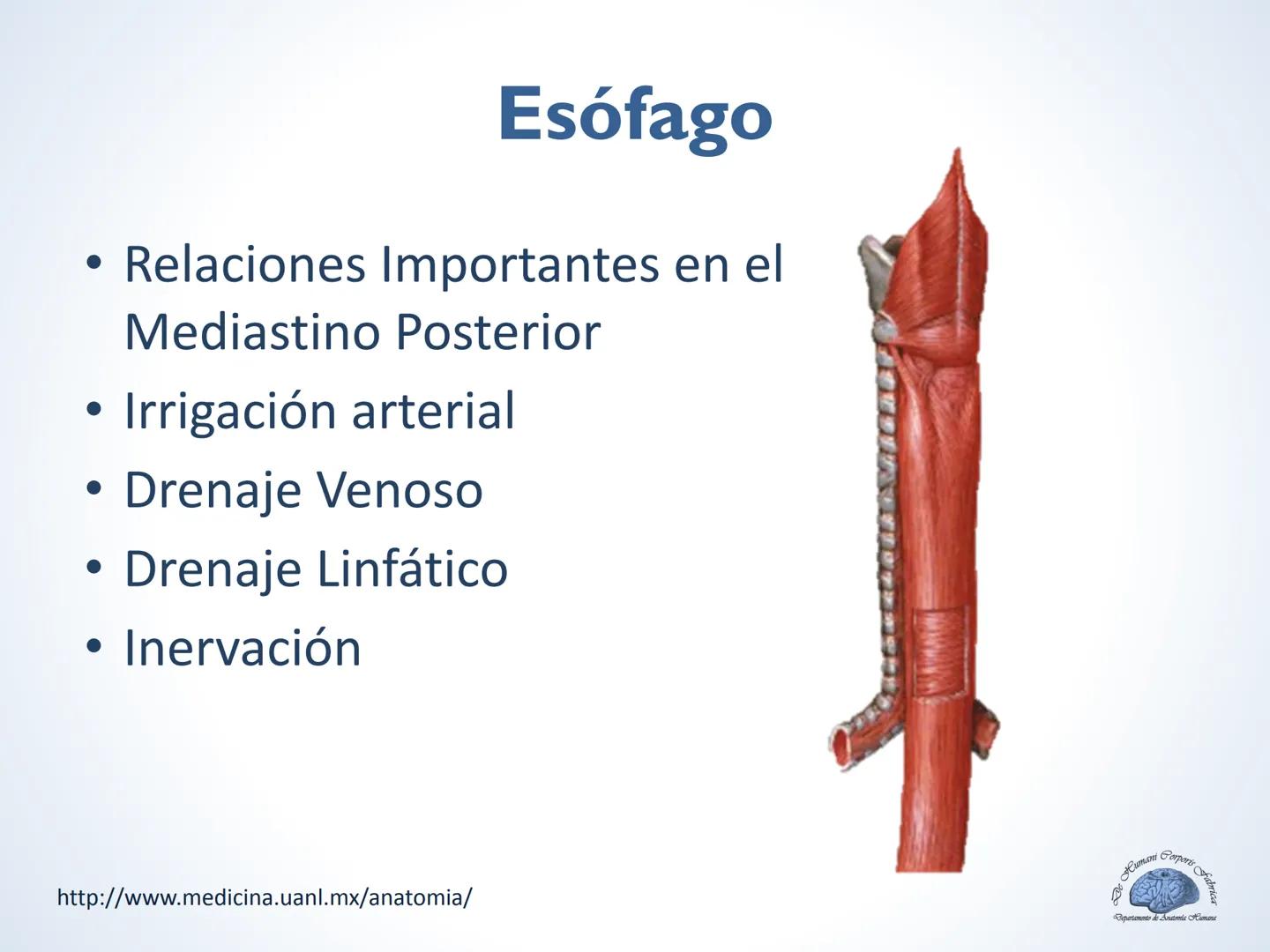 De Humani Corporis Fabri
Departamento de Anatomía Humana
TÓRAX
Mediastino Superior, Posterior y
http://www.medicina.uanl.mx/anatomia/
A