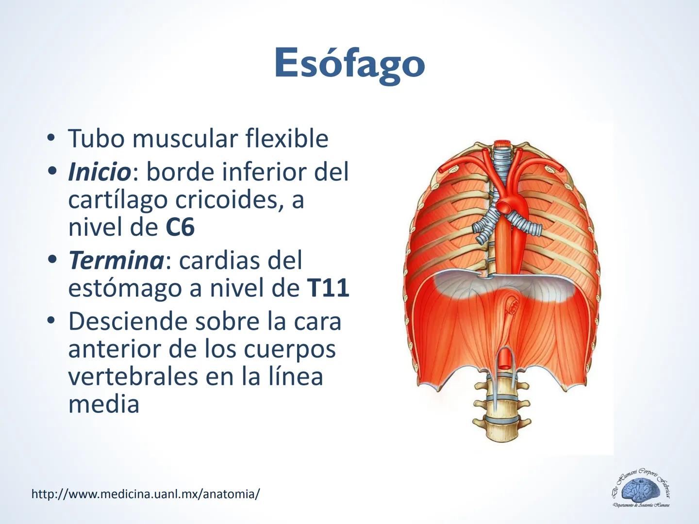 De Humani Corporis Fabri
Departamento de Anatomía Humana
TÓRAX
Mediastino Superior, Posterior y
http://www.medicina.uanl.mx/anatomia/
A