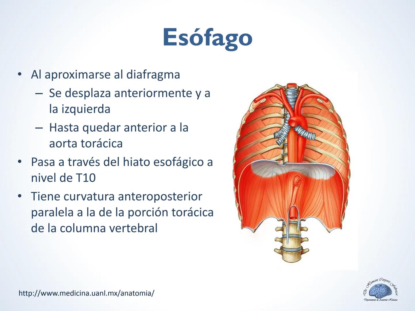De Humani Corporis Fabri
Departamento de Anatomía Humana
TÓRAX
Mediastino Superior, Posterior y
http://www.medicina.uanl.mx/anatomia/
A