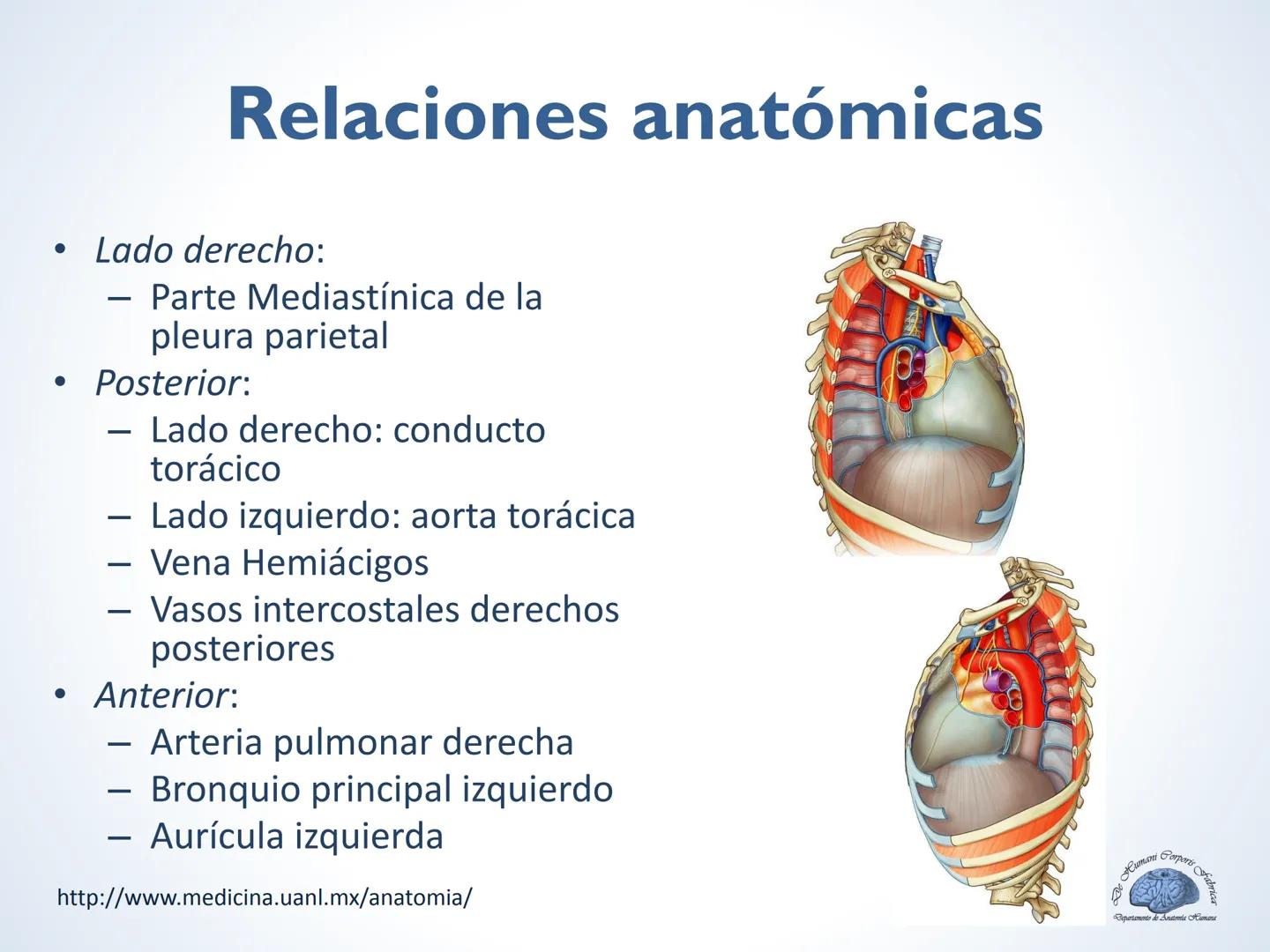 De Humani Corporis Fabri
Departamento de Anatomía Humana
TÓRAX
Mediastino Superior, Posterior y
http://www.medicina.uanl.mx/anatomia/
A