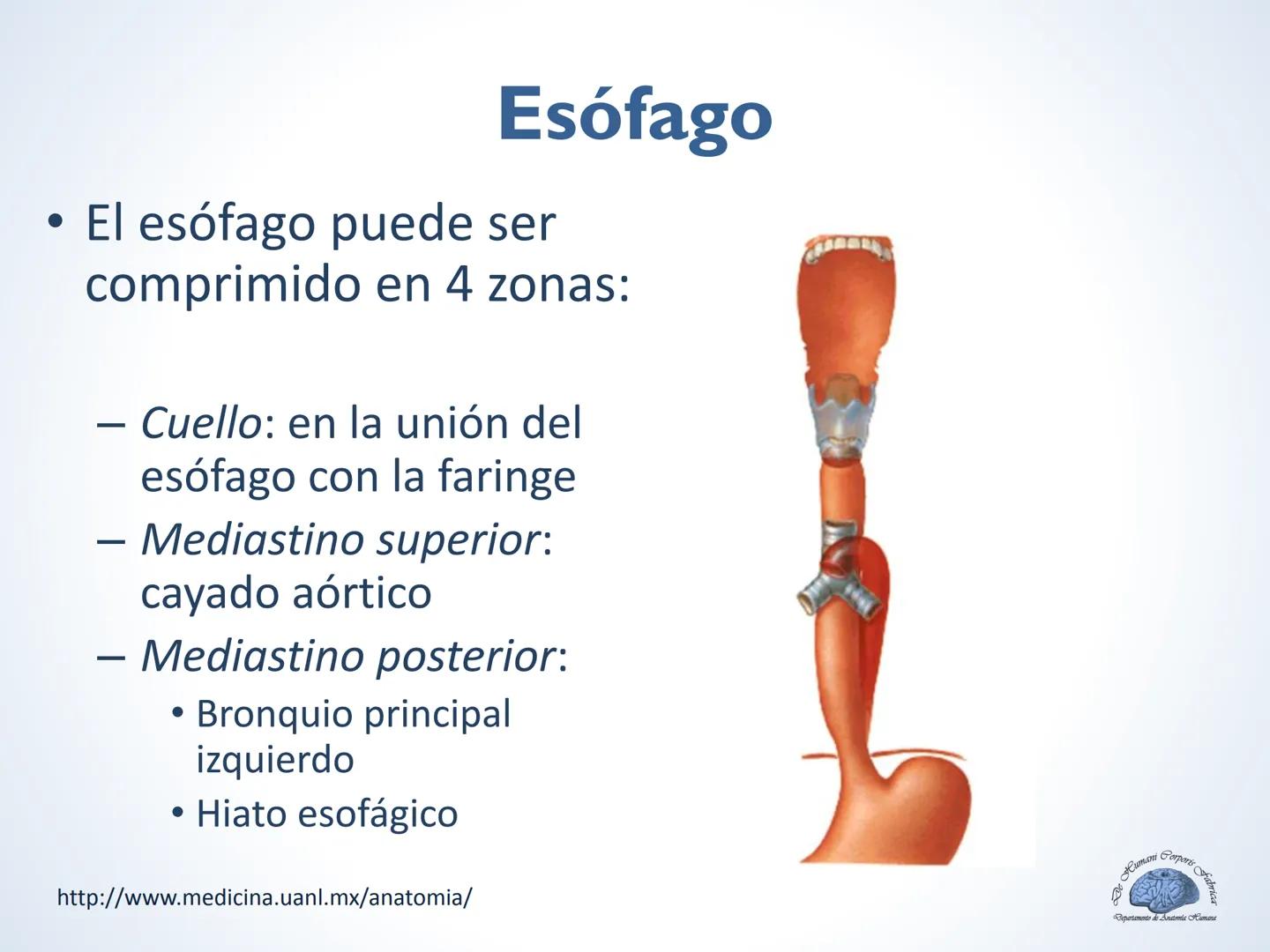 De Humani Corporis Fabri
Departamento de Anatomía Humana
TÓRAX
Mediastino Superior, Posterior y
http://www.medicina.uanl.mx/anatomia/
A