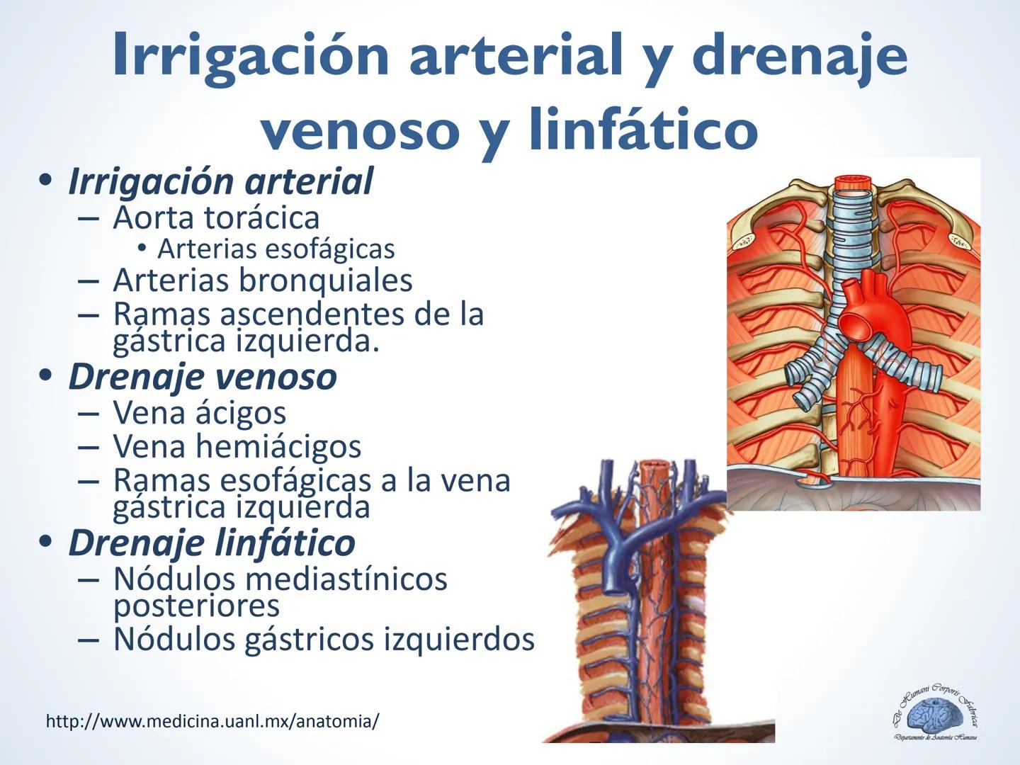 De Humani Corporis Fabri
Departamento de Anatomía Humana
TÓRAX
Mediastino Superior, Posterior y
http://www.medicina.uanl.mx/anatomia/
A