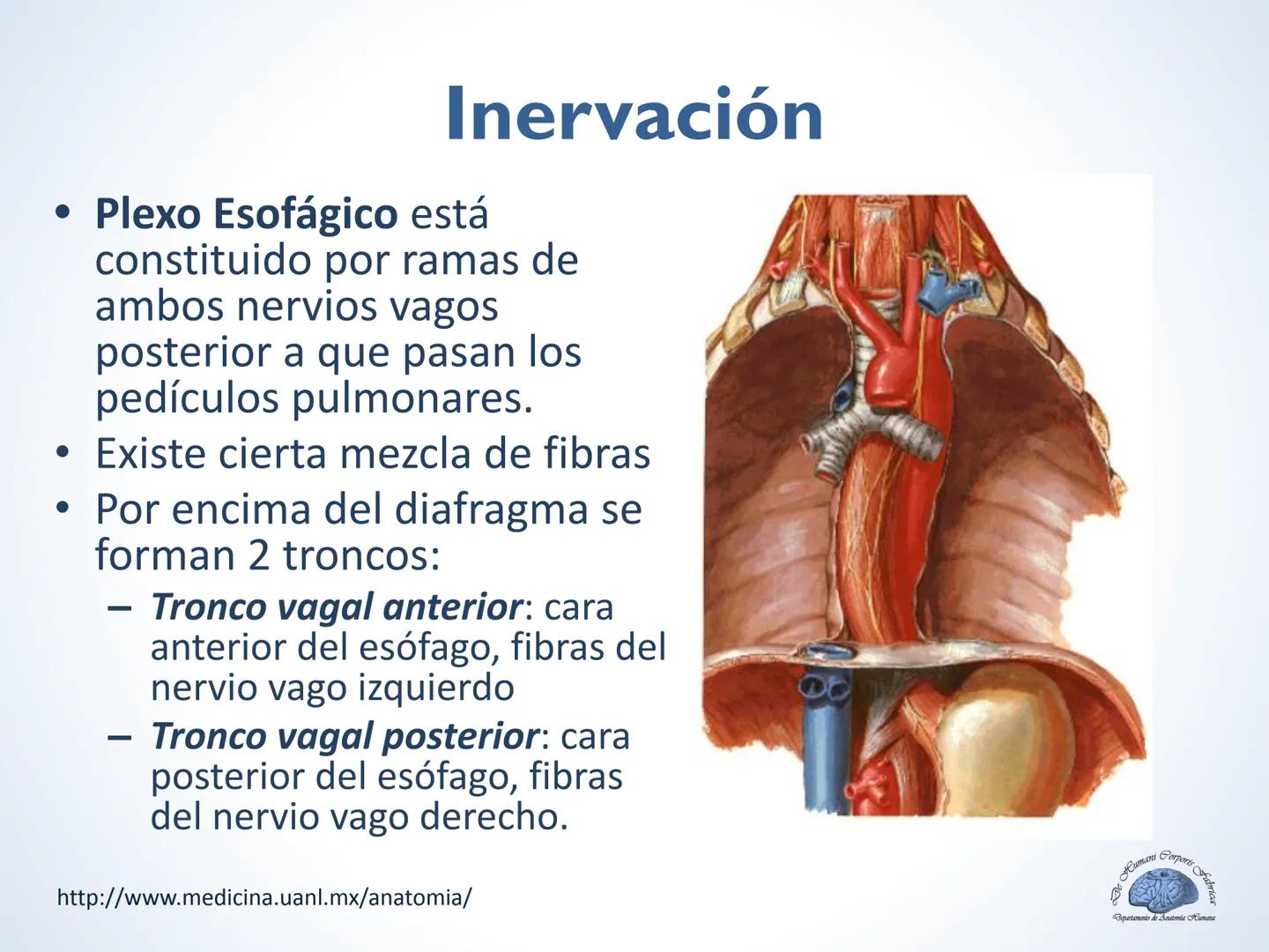 De Humani Corporis Fabri
Departamento de Anatomía Humana
TÓRAX
Mediastino Superior, Posterior y
http://www.medicina.uanl.mx/anatomia/
A