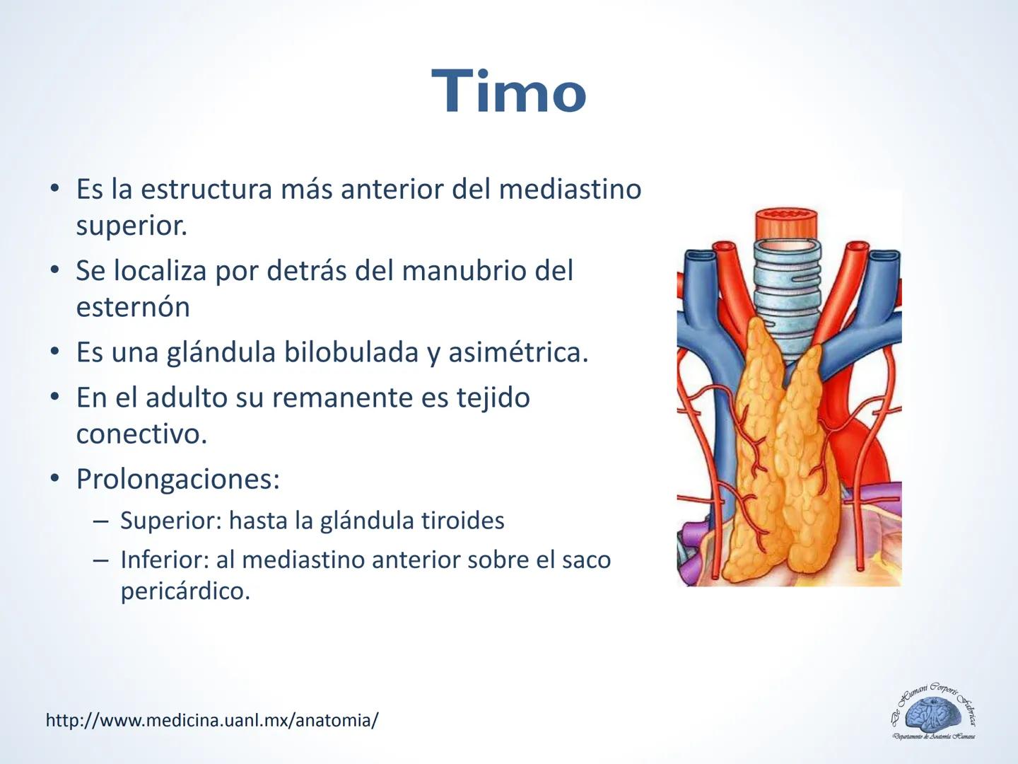 De Humani Corporis Fabri
Departamento de Anatomía Humana
TÓRAX
Mediastino Superior, Posterior y
http://www.medicina.uanl.mx/anatomia/
A