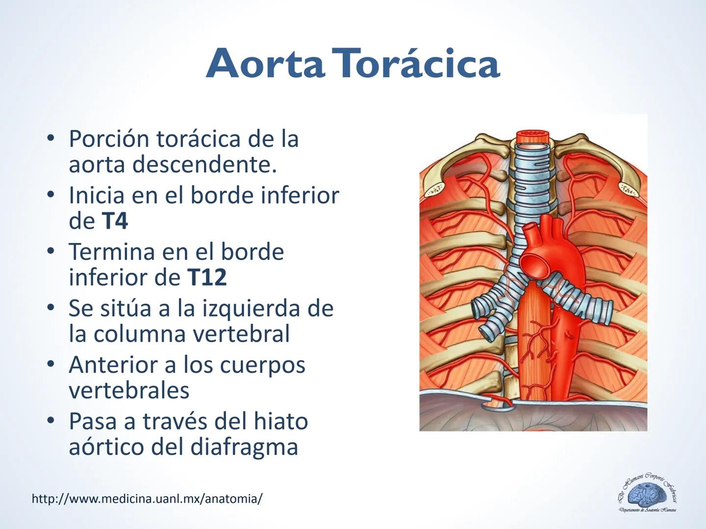 De Humani Corporis Fabri
Departamento de Anatomía Humana
TÓRAX
Mediastino Superior, Posterior y
http://www.medicina.uanl.mx/anatomia/
A