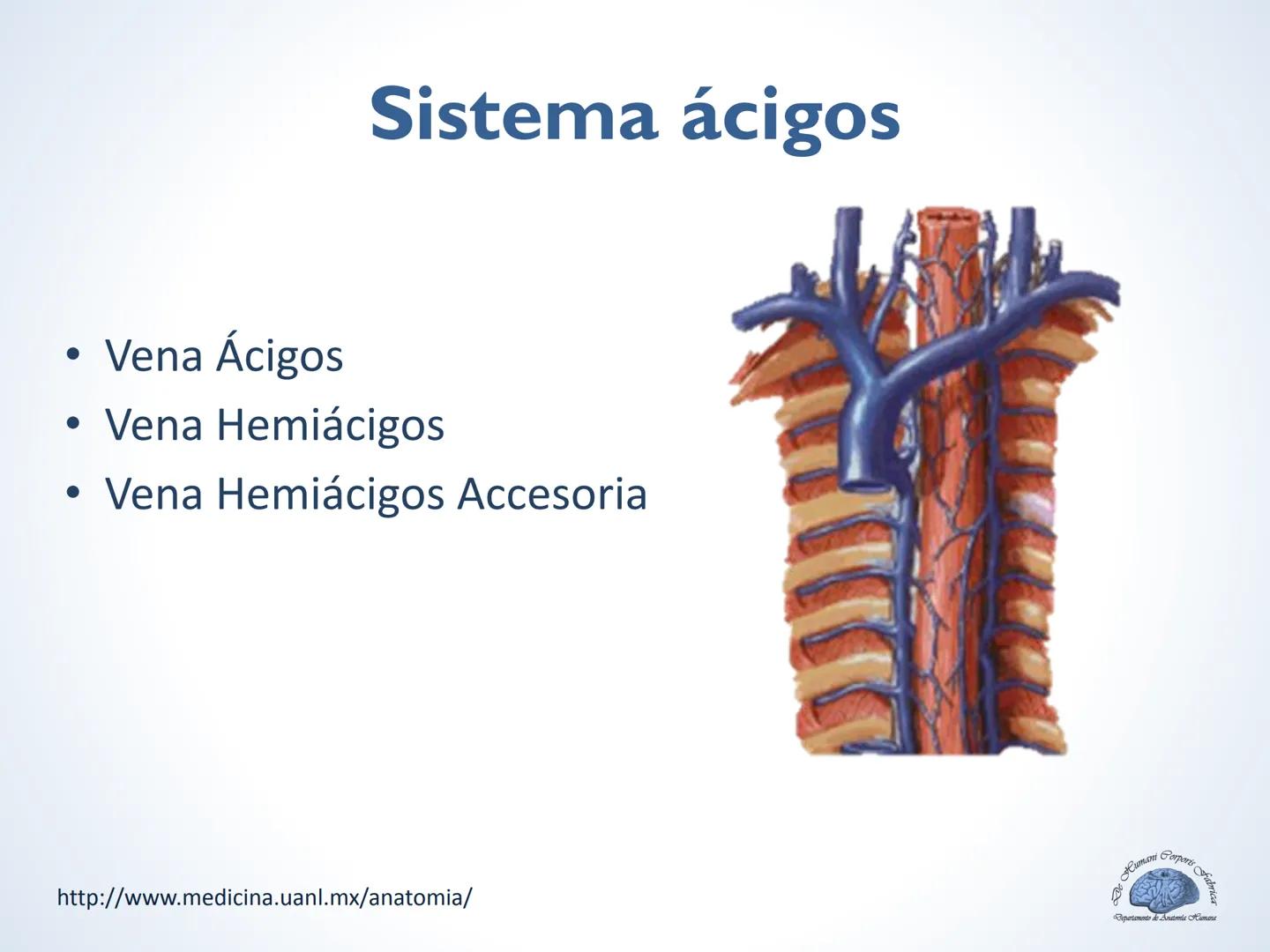 De Humani Corporis Fabri
Departamento de Anatomía Humana
TÓRAX
Mediastino Superior, Posterior y
http://www.medicina.uanl.mx/anatomia/
A