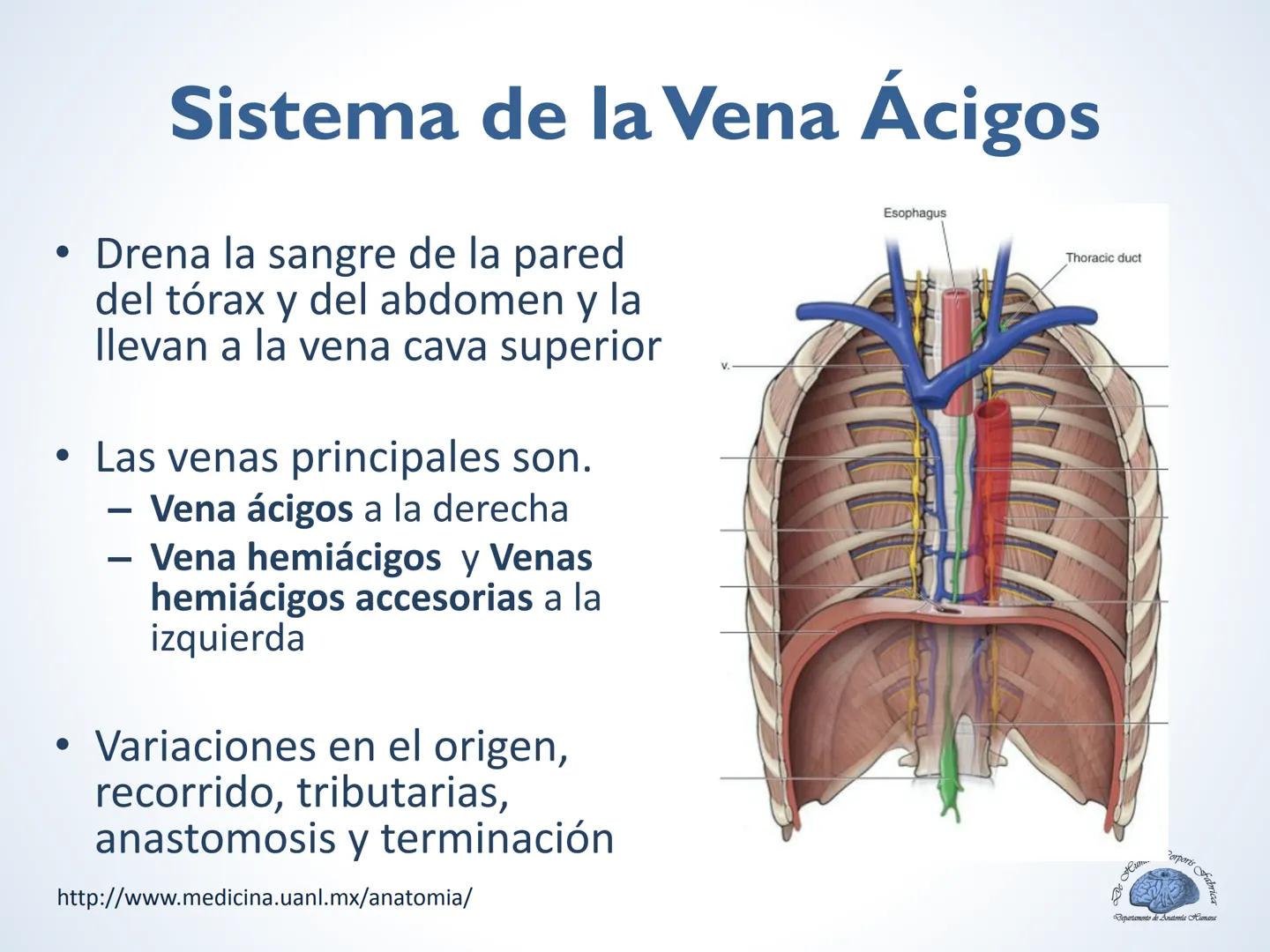 De Humani Corporis Fabri
Departamento de Anatomía Humana
TÓRAX
Mediastino Superior, Posterior y
http://www.medicina.uanl.mx/anatomia/
A