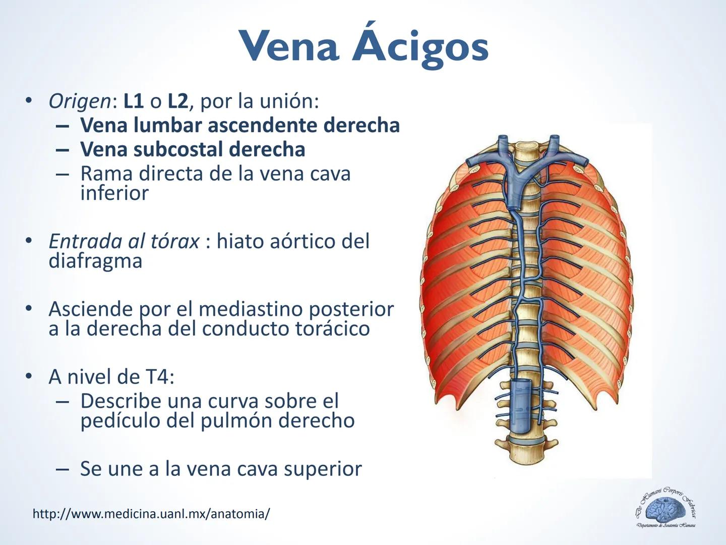 De Humani Corporis Fabri
Departamento de Anatomía Humana
TÓRAX
Mediastino Superior, Posterior y
http://www.medicina.uanl.mx/anatomia/
A