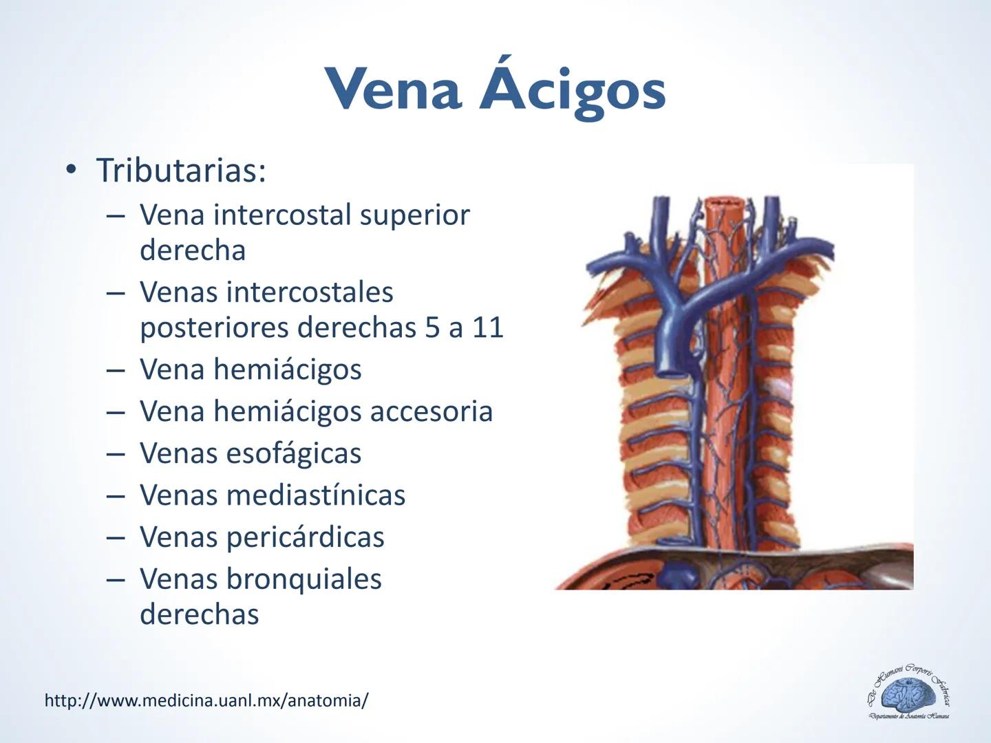 De Humani Corporis Fabri
Departamento de Anatomía Humana
TÓRAX
Mediastino Superior, Posterior y
http://www.medicina.uanl.mx/anatomia/
A
