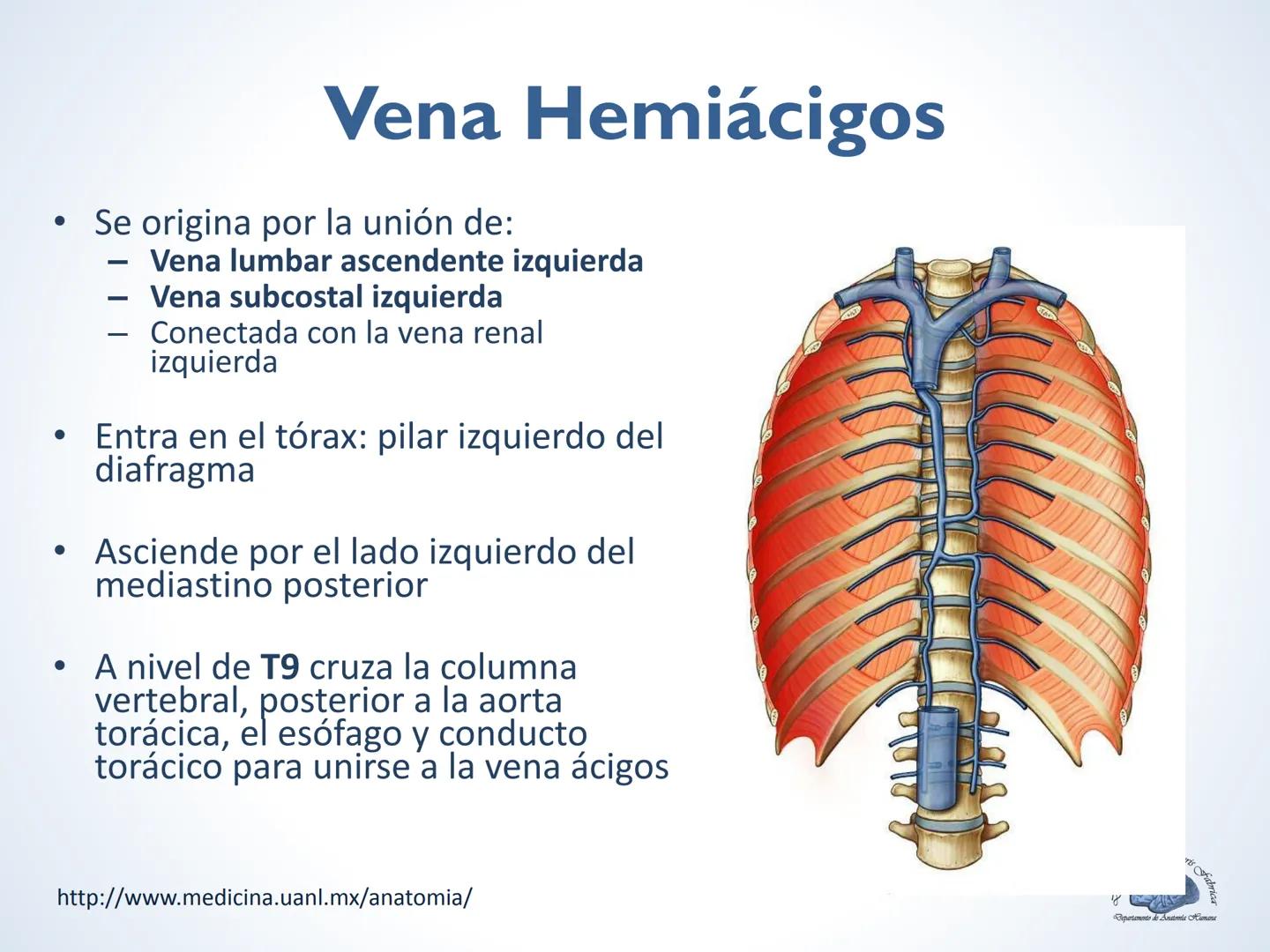 De Humani Corporis Fabri
Departamento de Anatomía Humana
TÓRAX
Mediastino Superior, Posterior y
http://www.medicina.uanl.mx/anatomia/
A