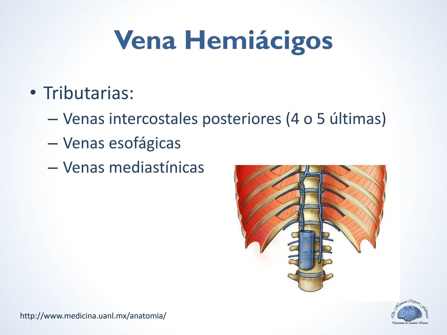 De Humani Corporis Fabri
Departamento de Anatomía Humana
TÓRAX
Mediastino Superior, Posterior y
http://www.medicina.uanl.mx/anatomia/
A