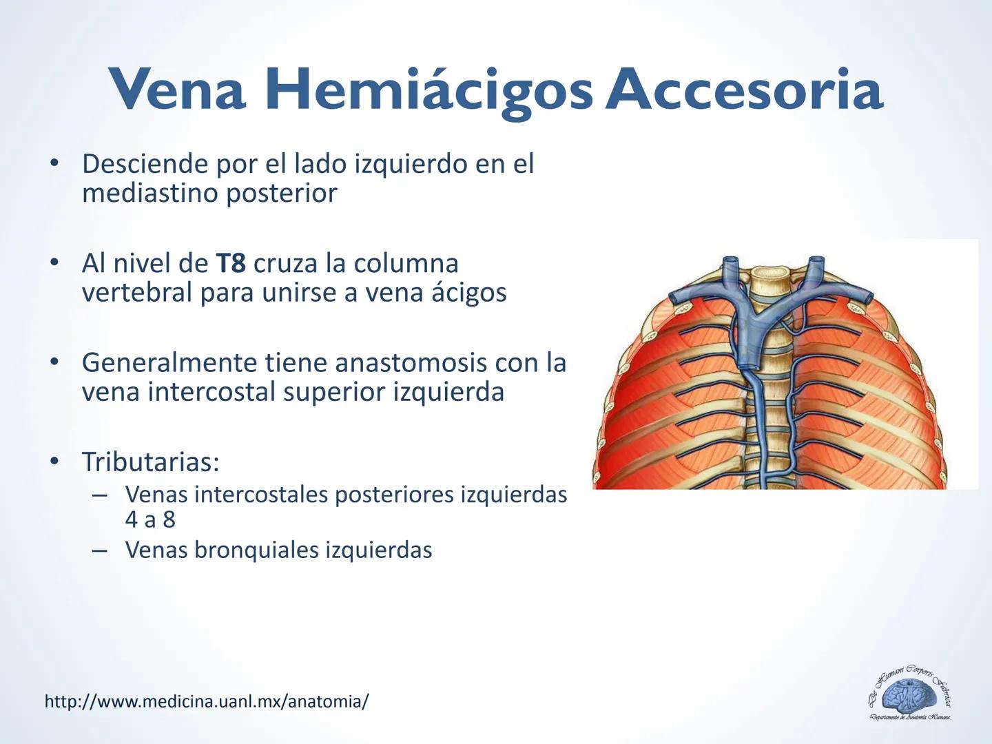 De Humani Corporis Fabri
Departamento de Anatomía Humana
TÓRAX
Mediastino Superior, Posterior y
http://www.medicina.uanl.mx/anatomia/
A