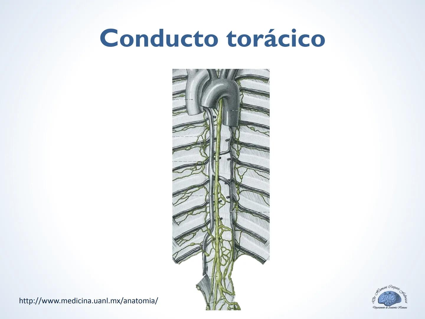 De Humani Corporis Fabri
Departamento de Anatomía Humana
TÓRAX
Mediastino Superior, Posterior y
http://www.medicina.uanl.mx/anatomia/
A