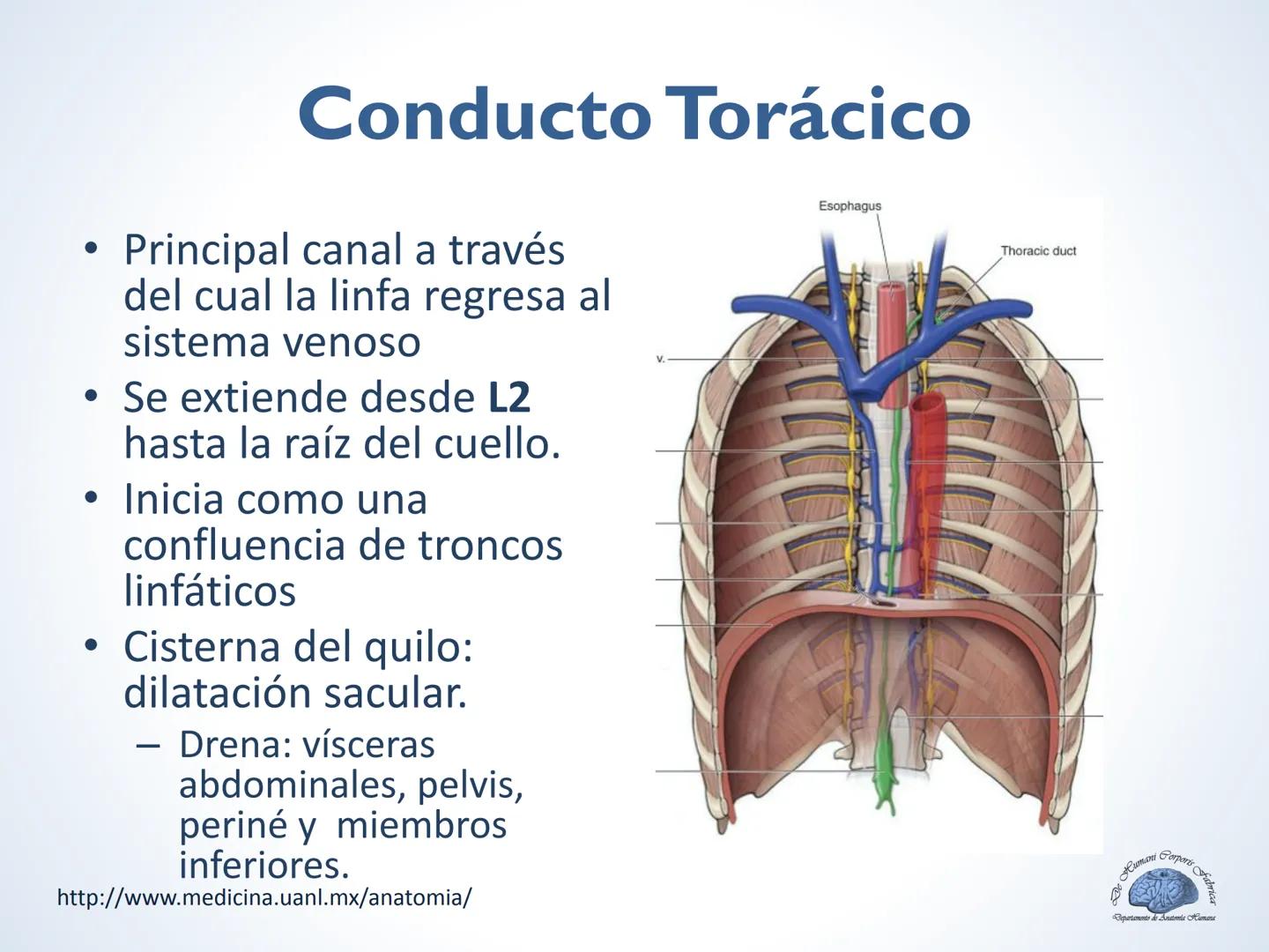 De Humani Corporis Fabri
Departamento de Anatomía Humana
TÓRAX
Mediastino Superior, Posterior y
http://www.medicina.uanl.mx/anatomia/
A