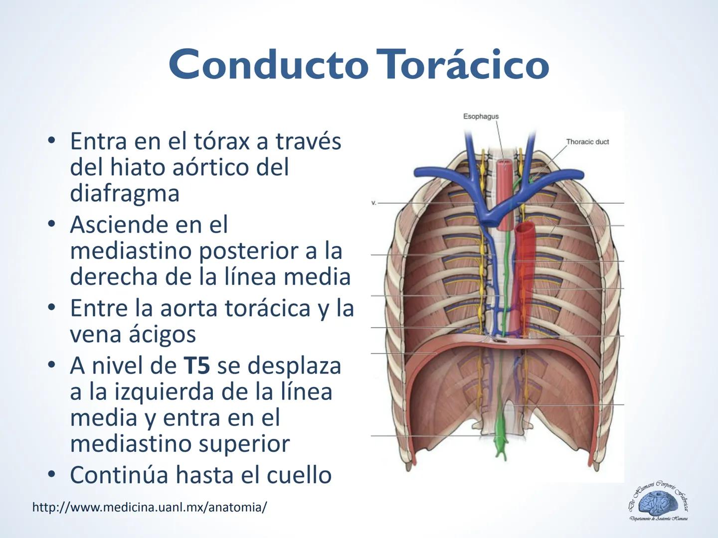 De Humani Corporis Fabri
Departamento de Anatomía Humana
TÓRAX
Mediastino Superior, Posterior y
http://www.medicina.uanl.mx/anatomia/
A