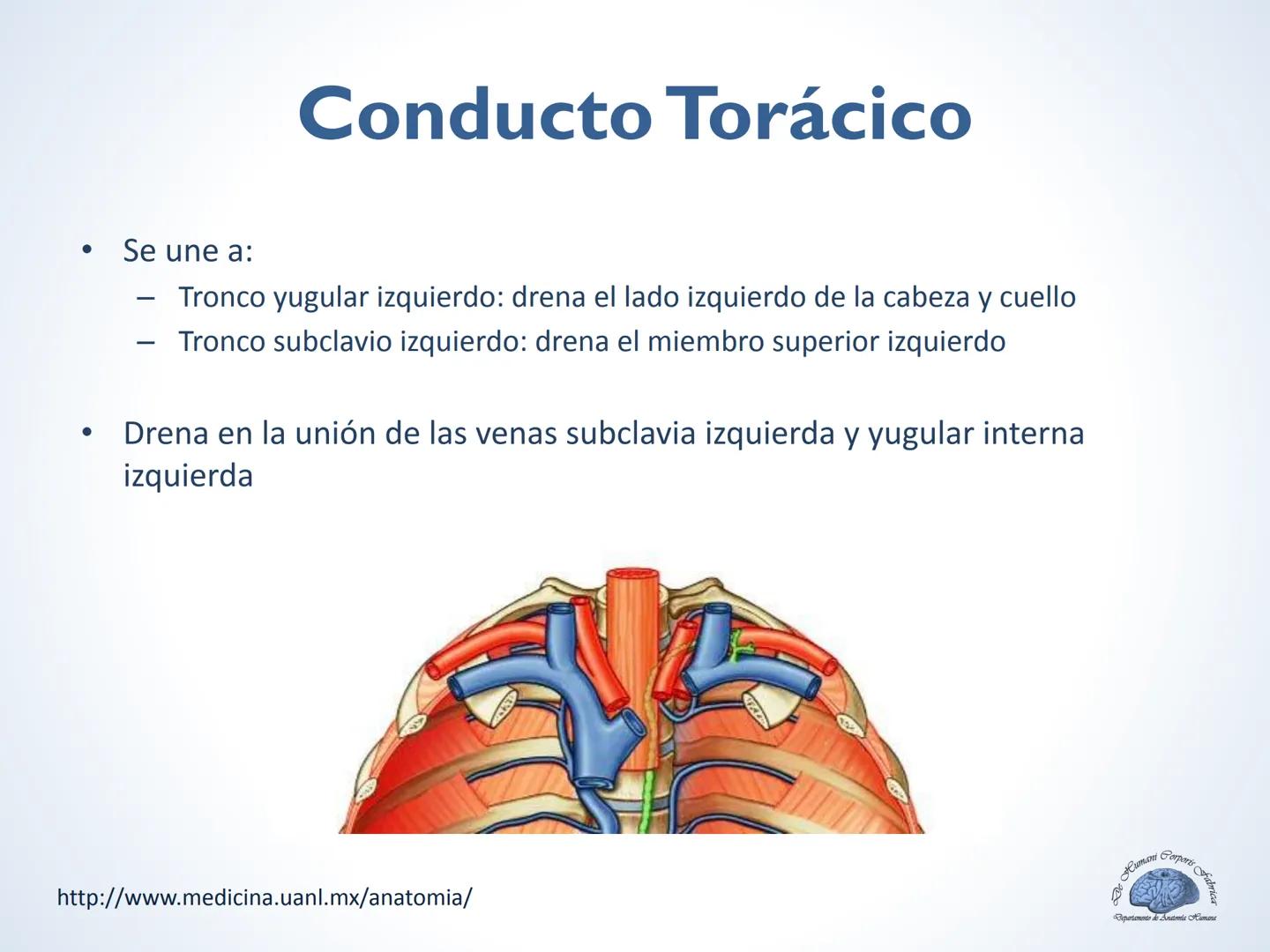 De Humani Corporis Fabri
Departamento de Anatomía Humana
TÓRAX
Mediastino Superior, Posterior y
http://www.medicina.uanl.mx/anatomia/
A