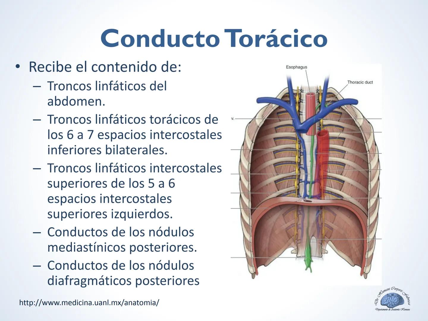 De Humani Corporis Fabri
Departamento de Anatomía Humana
TÓRAX
Mediastino Superior, Posterior y
http://www.medicina.uanl.mx/anatomia/
A