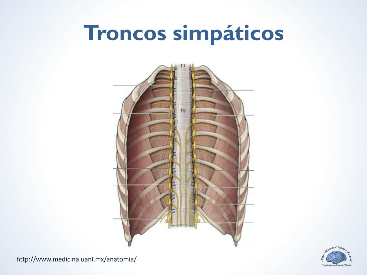 De Humani Corporis Fabri
Departamento de Anatomía Humana
TÓRAX
Mediastino Superior, Posterior y
http://www.medicina.uanl.mx/anatomia/
A
