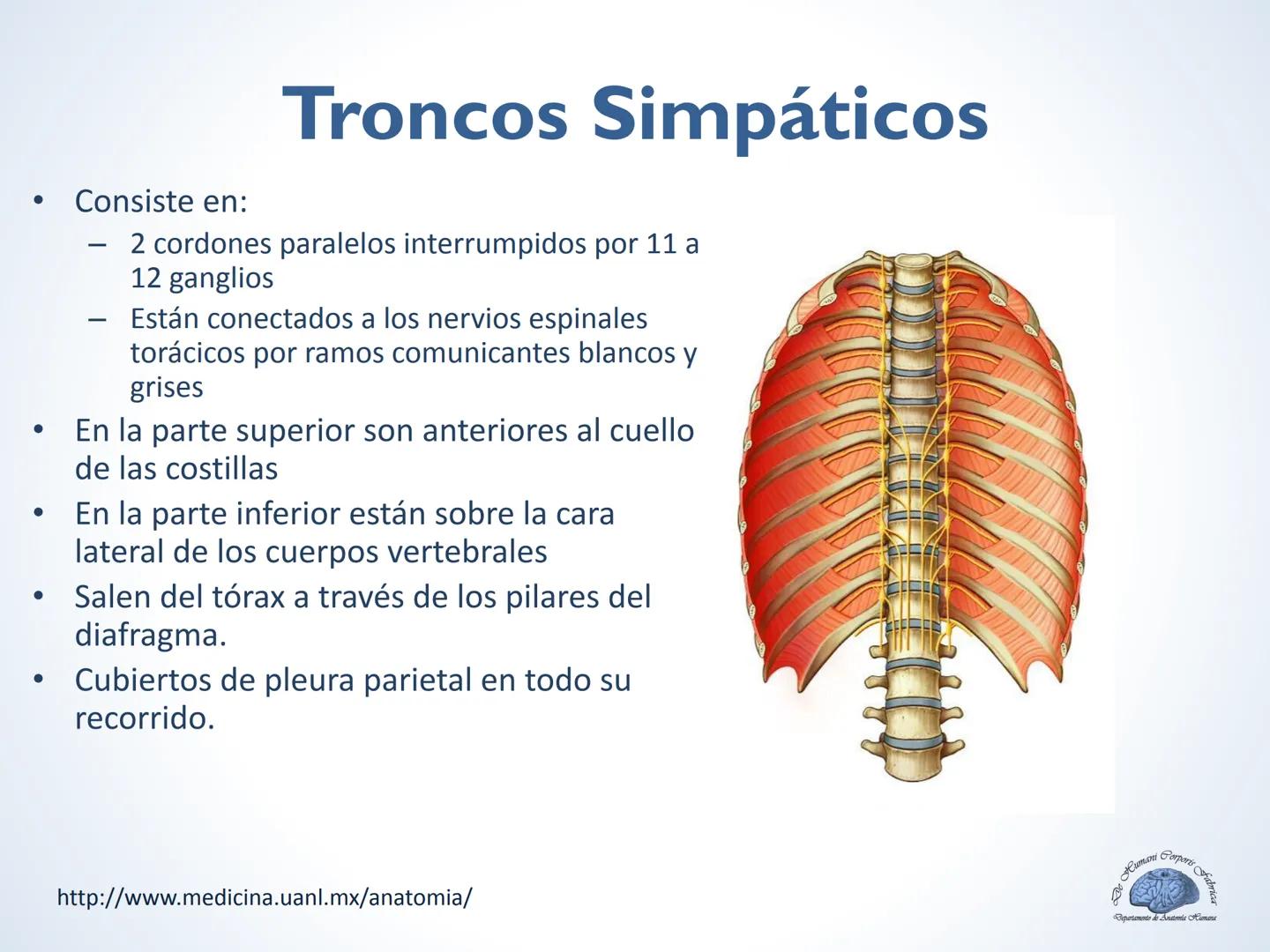 De Humani Corporis Fabri
Departamento de Anatomía Humana
TÓRAX
Mediastino Superior, Posterior y
http://www.medicina.uanl.mx/anatomia/
A