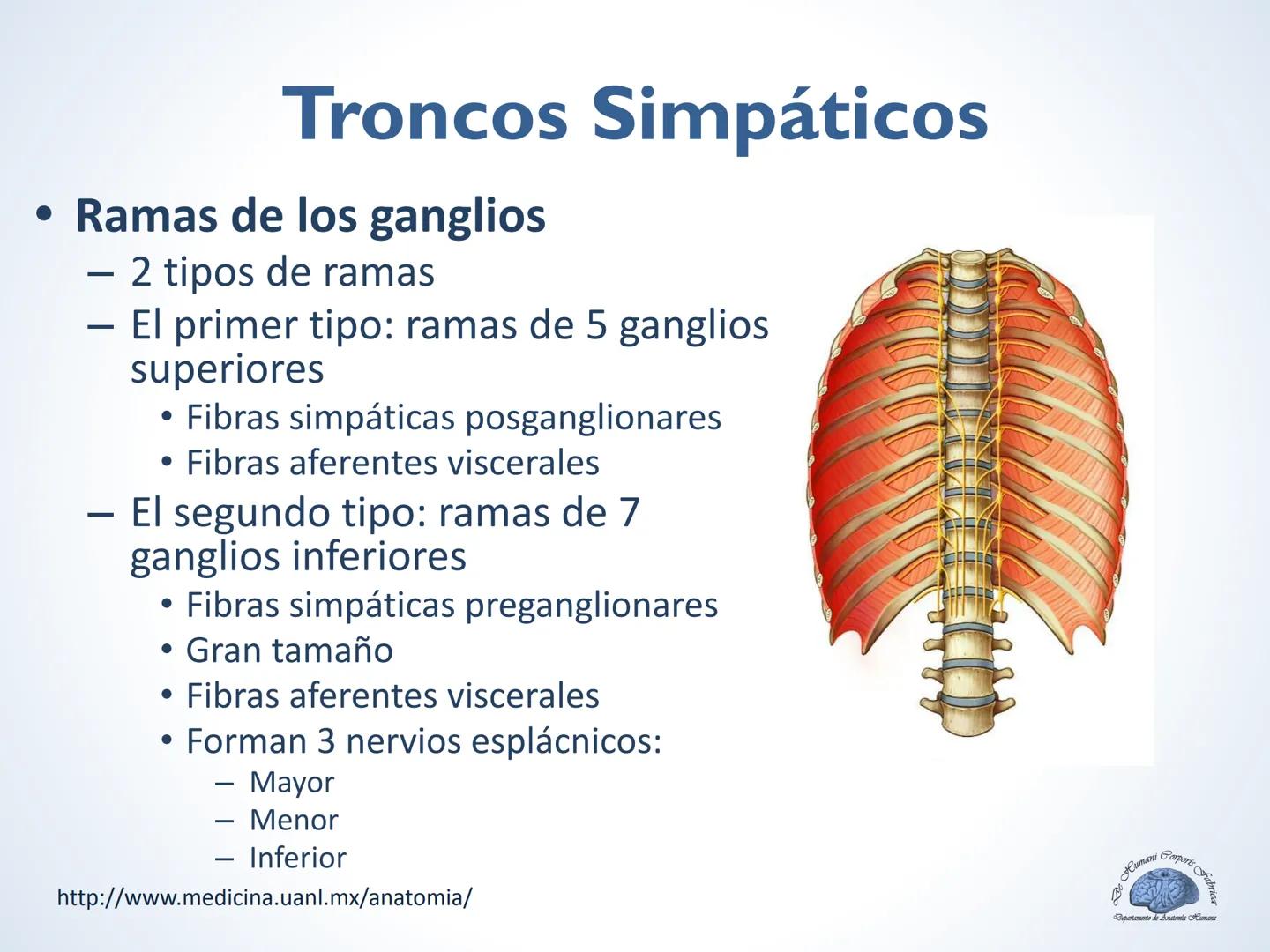 De Humani Corporis Fabri
Departamento de Anatomía Humana
TÓRAX
Mediastino Superior, Posterior y
http://www.medicina.uanl.mx/anatomia/
A