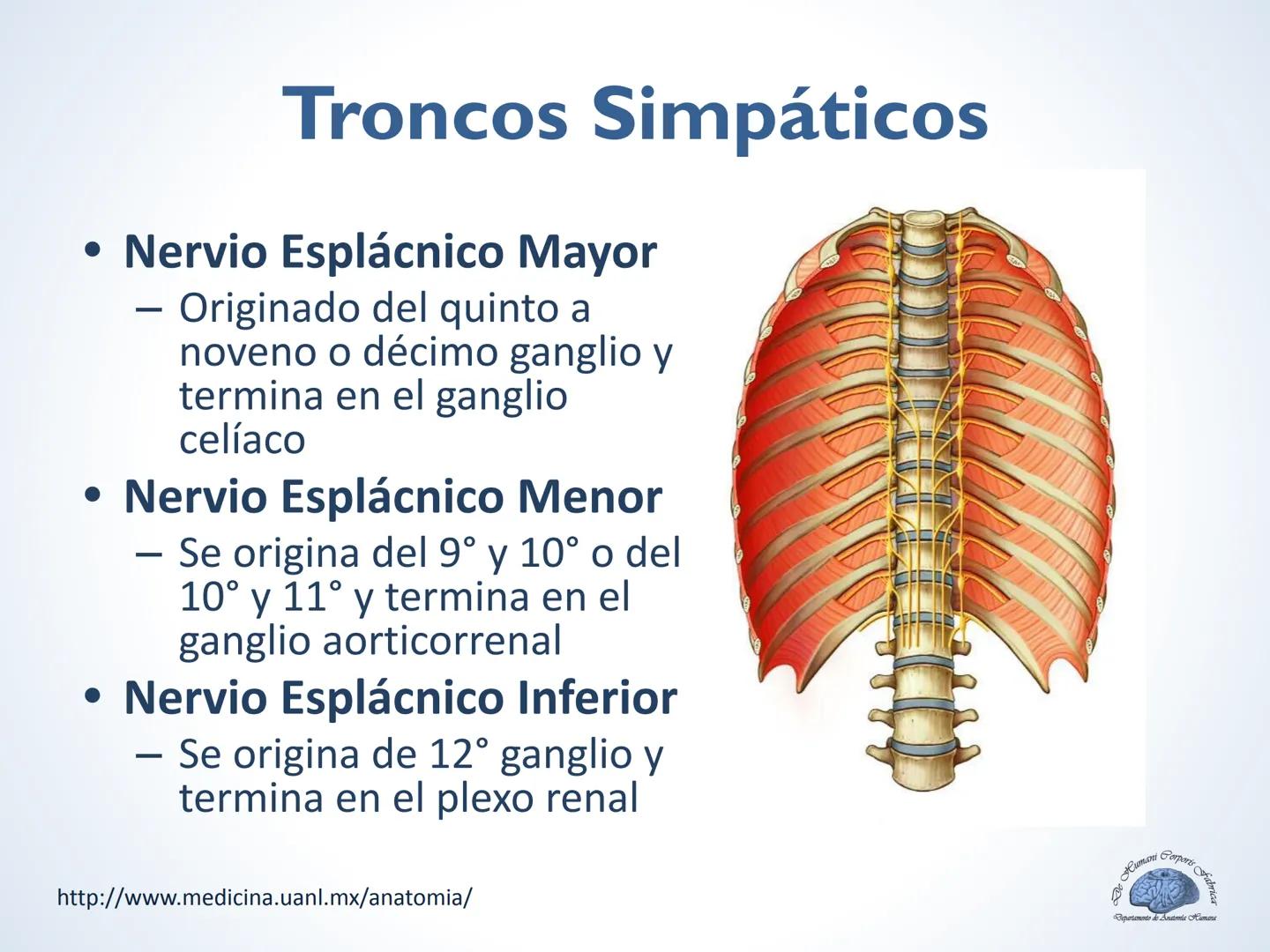 De Humani Corporis Fabri
Departamento de Anatomía Humana
TÓRAX
Mediastino Superior, Posterior y
http://www.medicina.uanl.mx/anatomia/
A