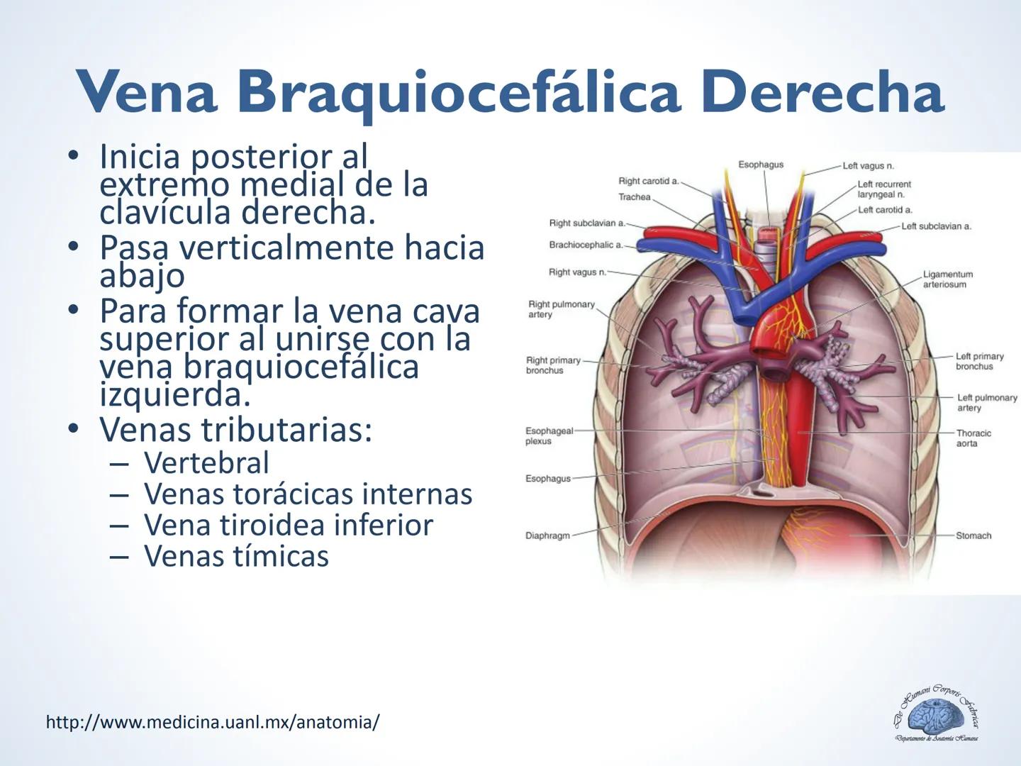 De Humani Corporis Fabri
Departamento de Anatomía Humana
TÓRAX
Mediastino Superior, Posterior y
http://www.medicina.uanl.mx/anatomia/
A