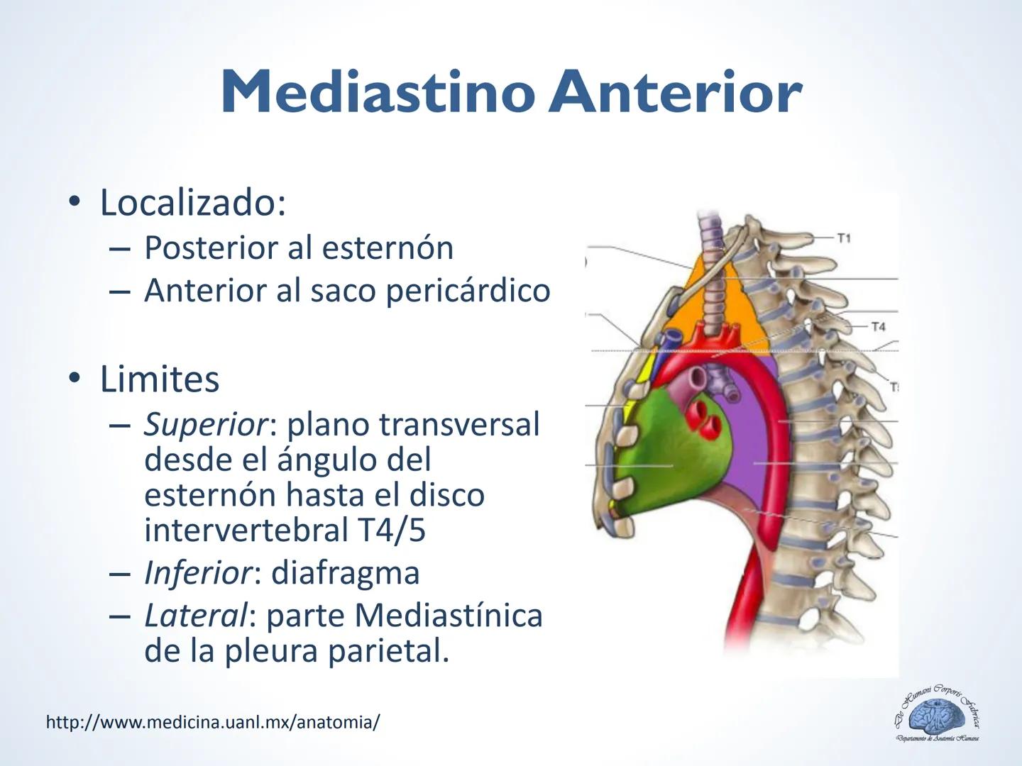 De Humani Corporis Fabri
Departamento de Anatomía Humana
TÓRAX
Mediastino Superior, Posterior y
http://www.medicina.uanl.mx/anatomia/
A