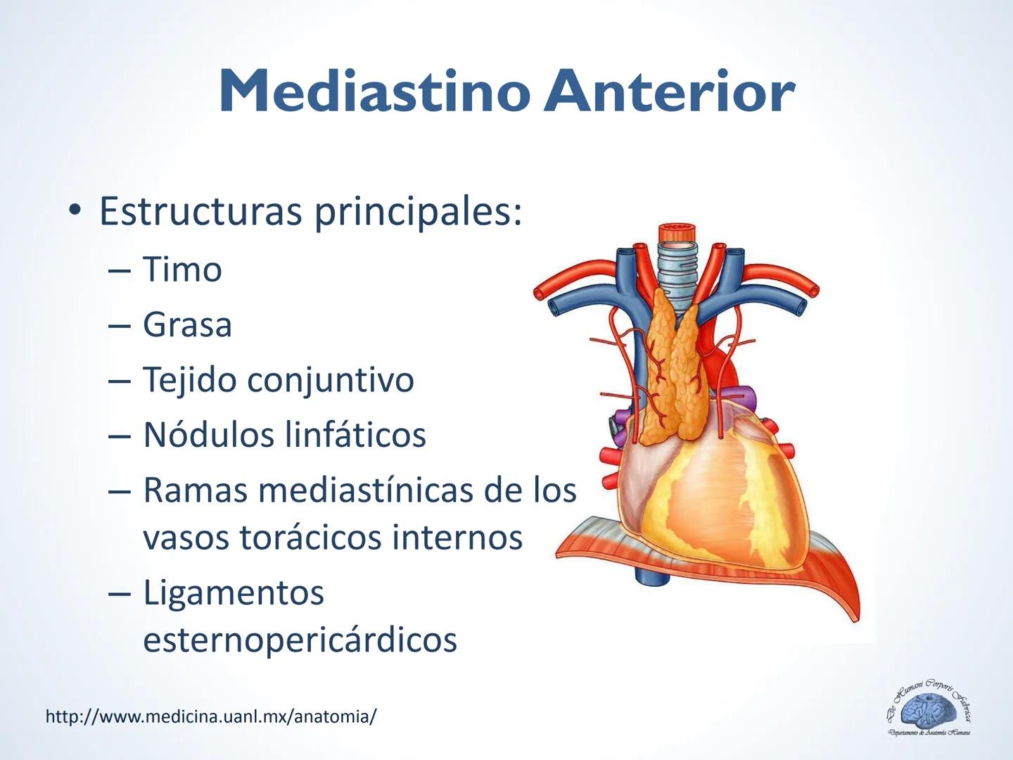 De Humani Corporis Fabri
Departamento de Anatomía Humana
TÓRAX
Mediastino Superior, Posterior y
http://www.medicina.uanl.mx/anatomia/
A