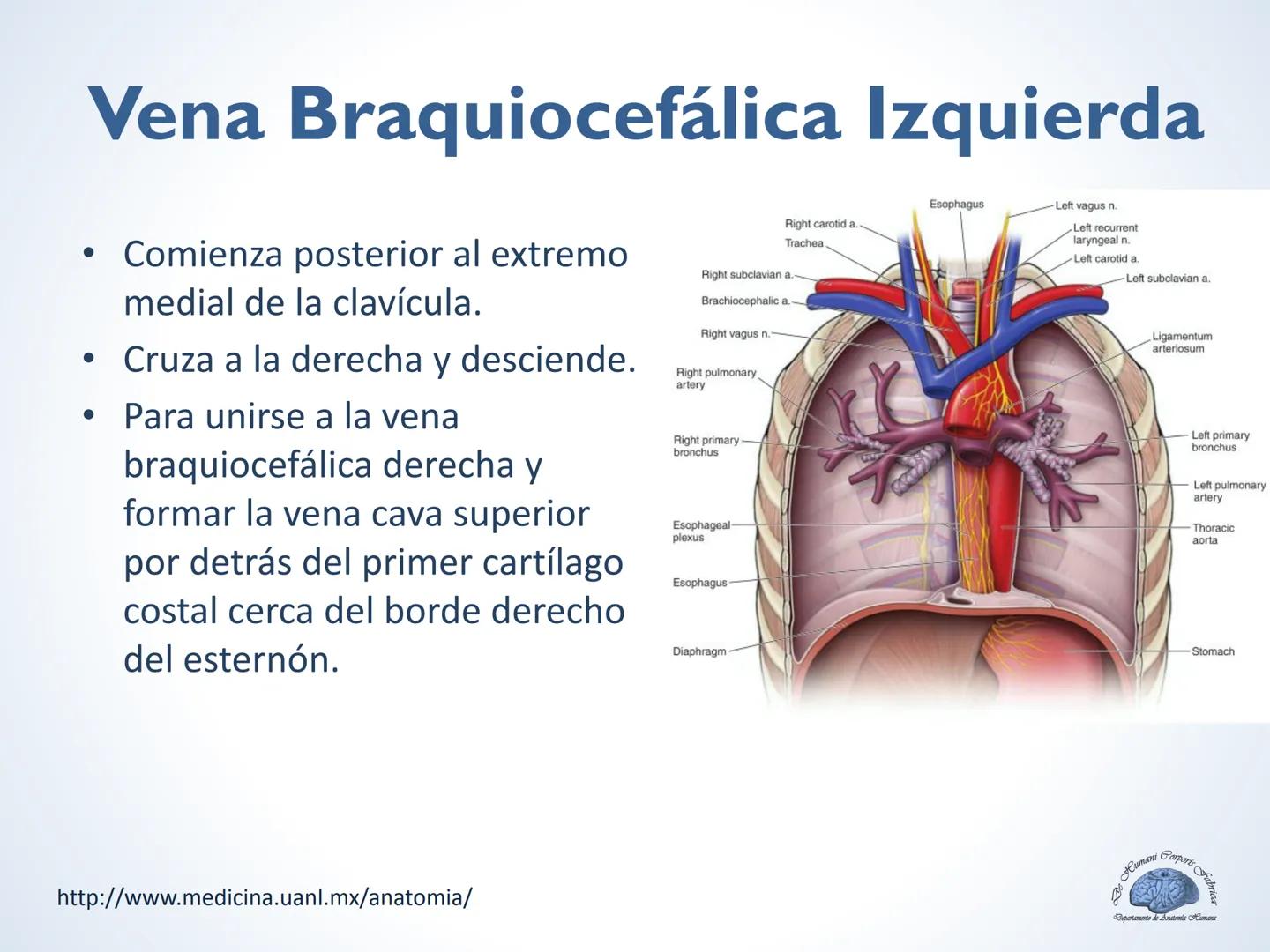 De Humani Corporis Fabri
Departamento de Anatomía Humana
TÓRAX
Mediastino Superior, Posterior y
http://www.medicina.uanl.mx/anatomia/
A