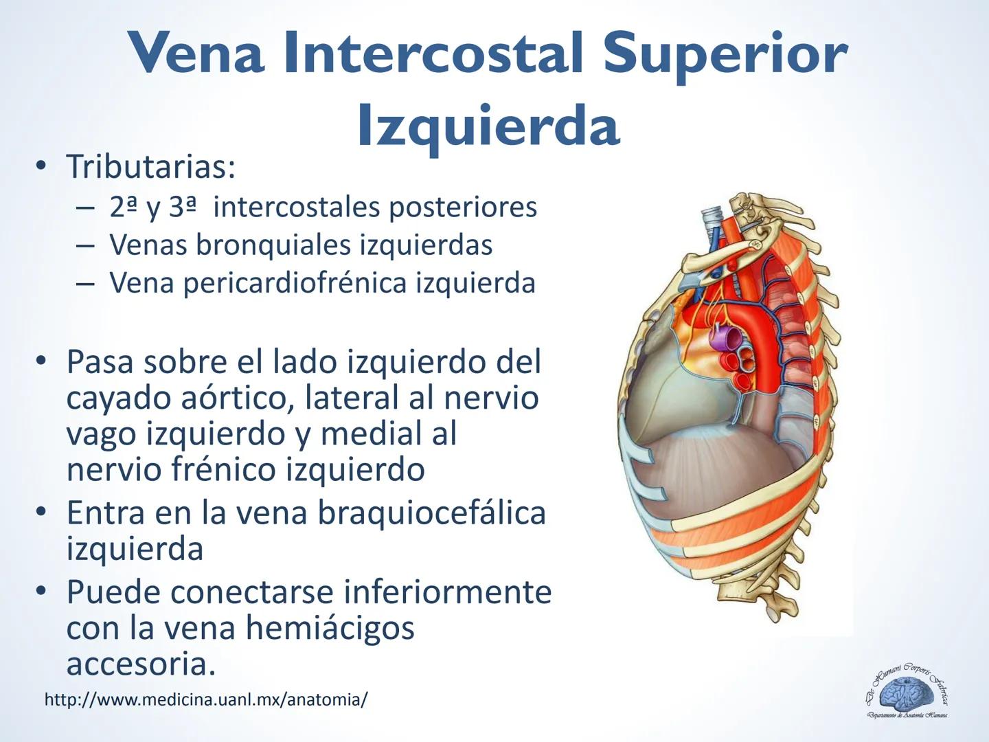De Humani Corporis Fabri
Departamento de Anatomía Humana
TÓRAX
Mediastino Superior, Posterior y
http://www.medicina.uanl.mx/anatomia/
A