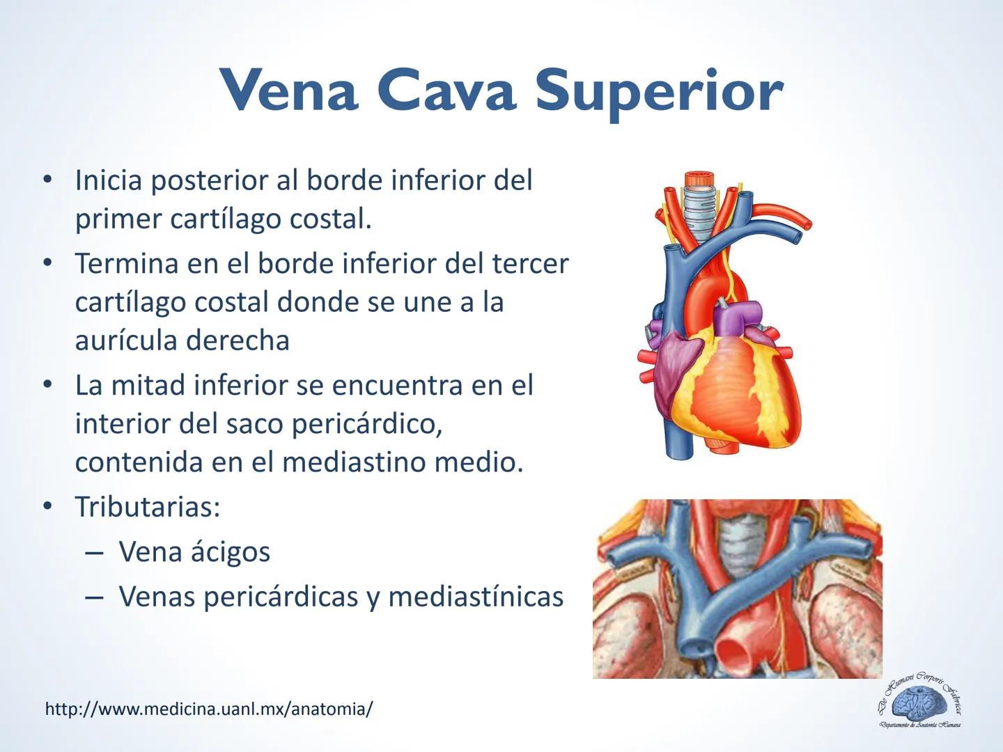 De Humani Corporis Fabri
Departamento de Anatomía Humana
TÓRAX
Mediastino Superior, Posterior y
http://www.medicina.uanl.mx/anatomia/
A