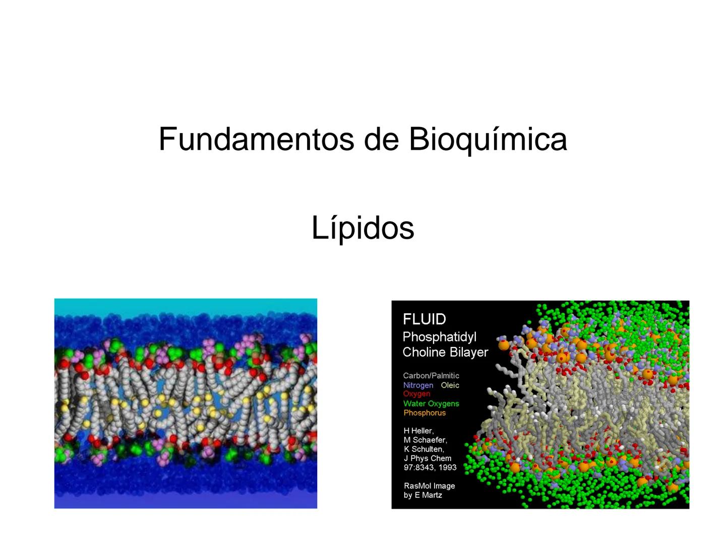 # Fundamentos de Bioquímica
Lípidos
FLUID
Phosphatidyl
Choline Bilayer
Carbon/Palmitic
Nitrogen Oleic
Oxygen
Water Oxygens
Phosphorus
H