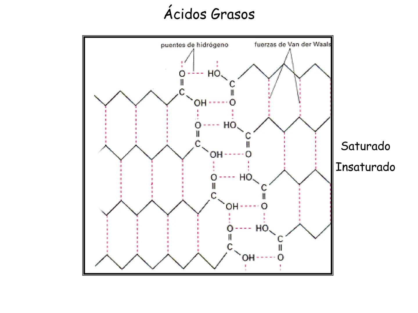 # Fundamentos de Bioquímica
Lípidos
FLUID
Phosphatidyl
Choline Bilayer
Carbon/Palmitic
Nitrogen Oleic
Oxygen
Water Oxygens
Phosphorus
H