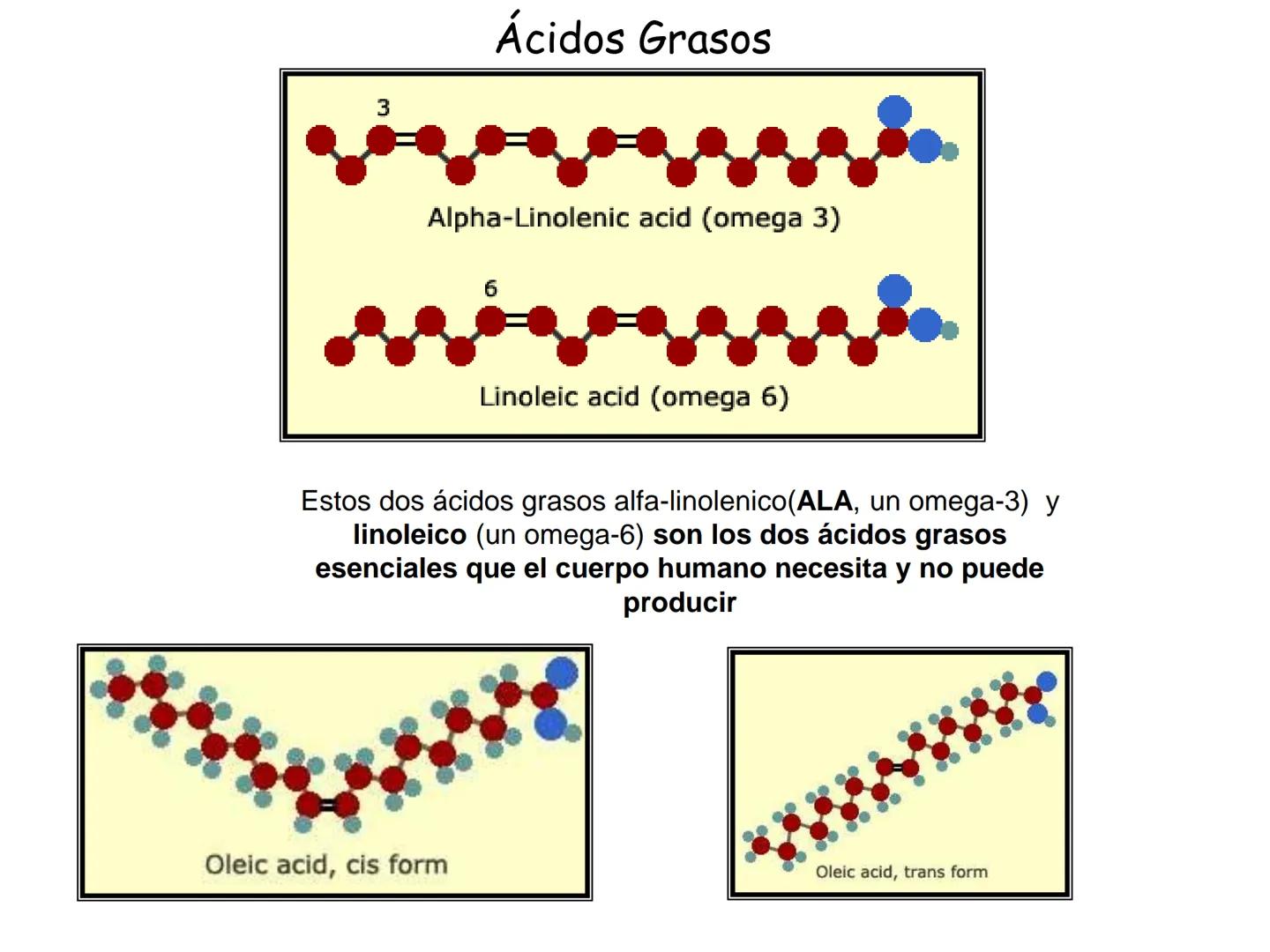 # Fundamentos de Bioquímica
Lípidos
FLUID
Phosphatidyl
Choline Bilayer
Carbon/Palmitic
Nitrogen Oleic
Oxygen
Water Oxygens
Phosphorus
H