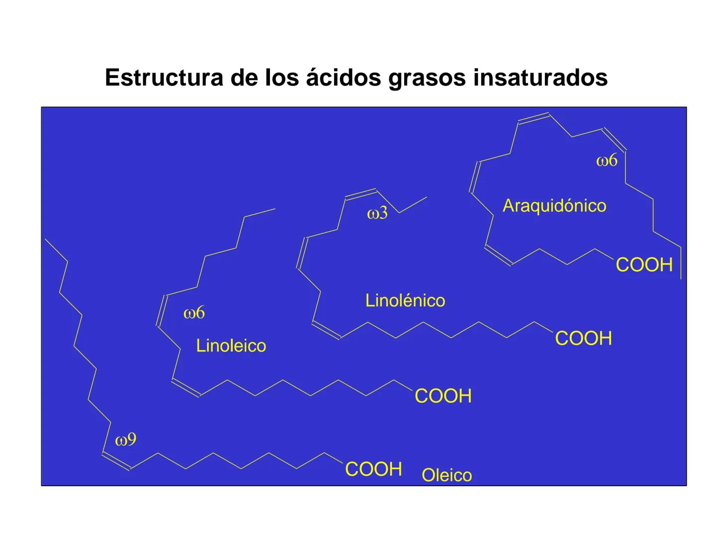 # Fundamentos de Bioquímica
Lípidos
FLUID
Phosphatidyl
Choline Bilayer
Carbon/Palmitic
Nitrogen Oleic
Oxygen
Water Oxygens
Phosphorus
H